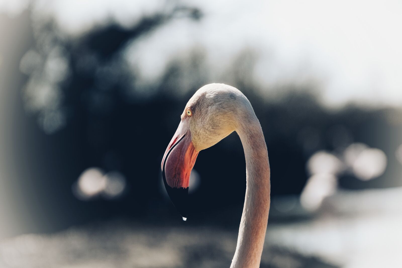 Nikon D5300 sample photo. Pink flemish, flamingo, camargue photography