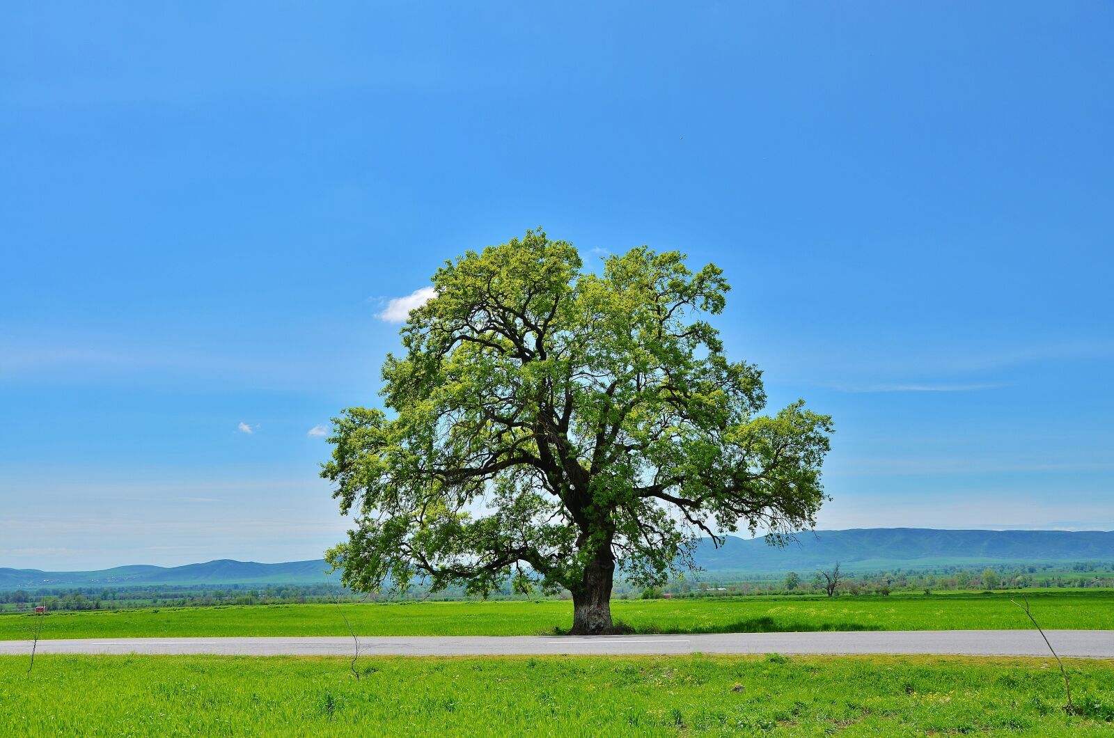 Nikon D7000 sample photo. Tree, mountain, natur photography