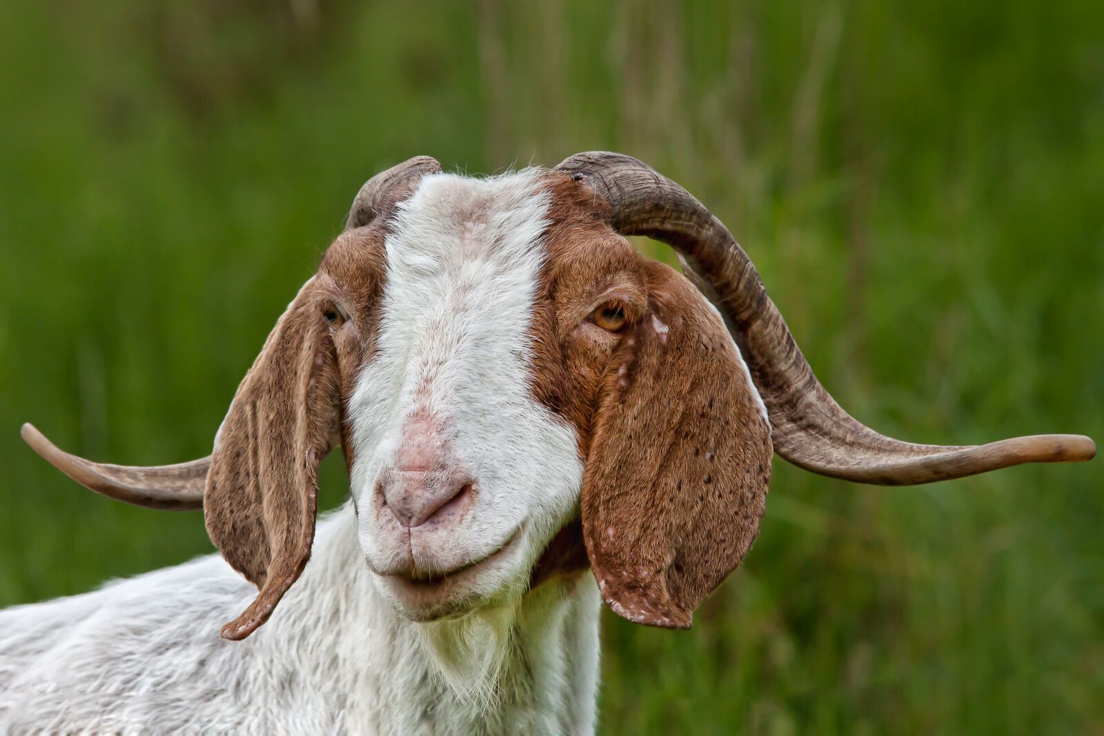Canon EOS 50D sample photo. Goat, animal, horns photography