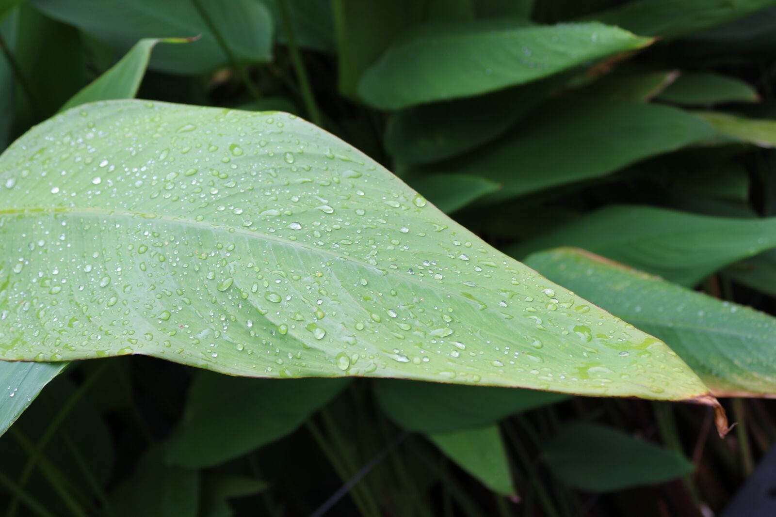 Canon EOS 750D (EOS Rebel T6i / EOS Kiss X8i) sample photo. Leaf, nature, environment photography