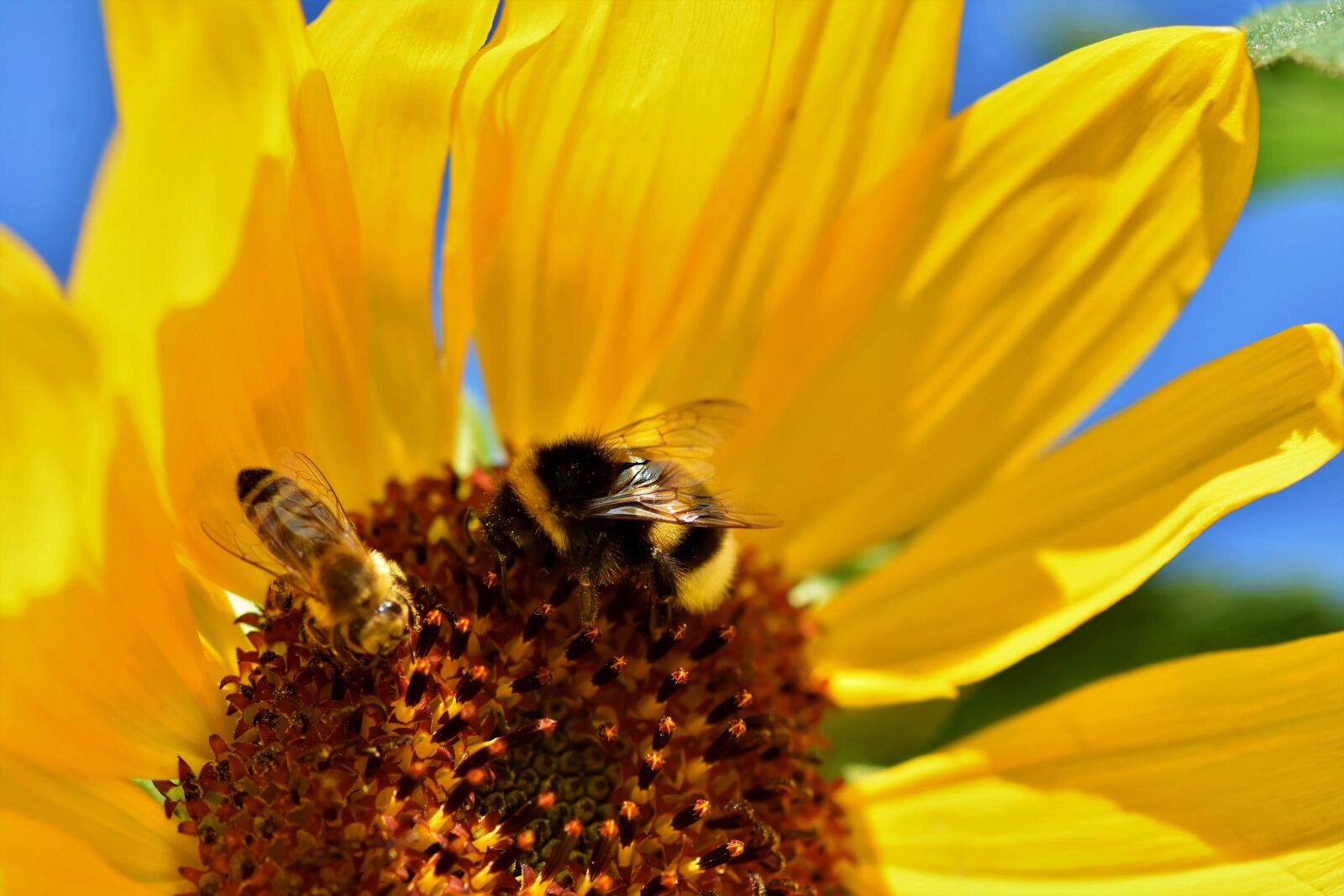 Nikon D7200 sample photo. Sunflower, hummel, bee photography