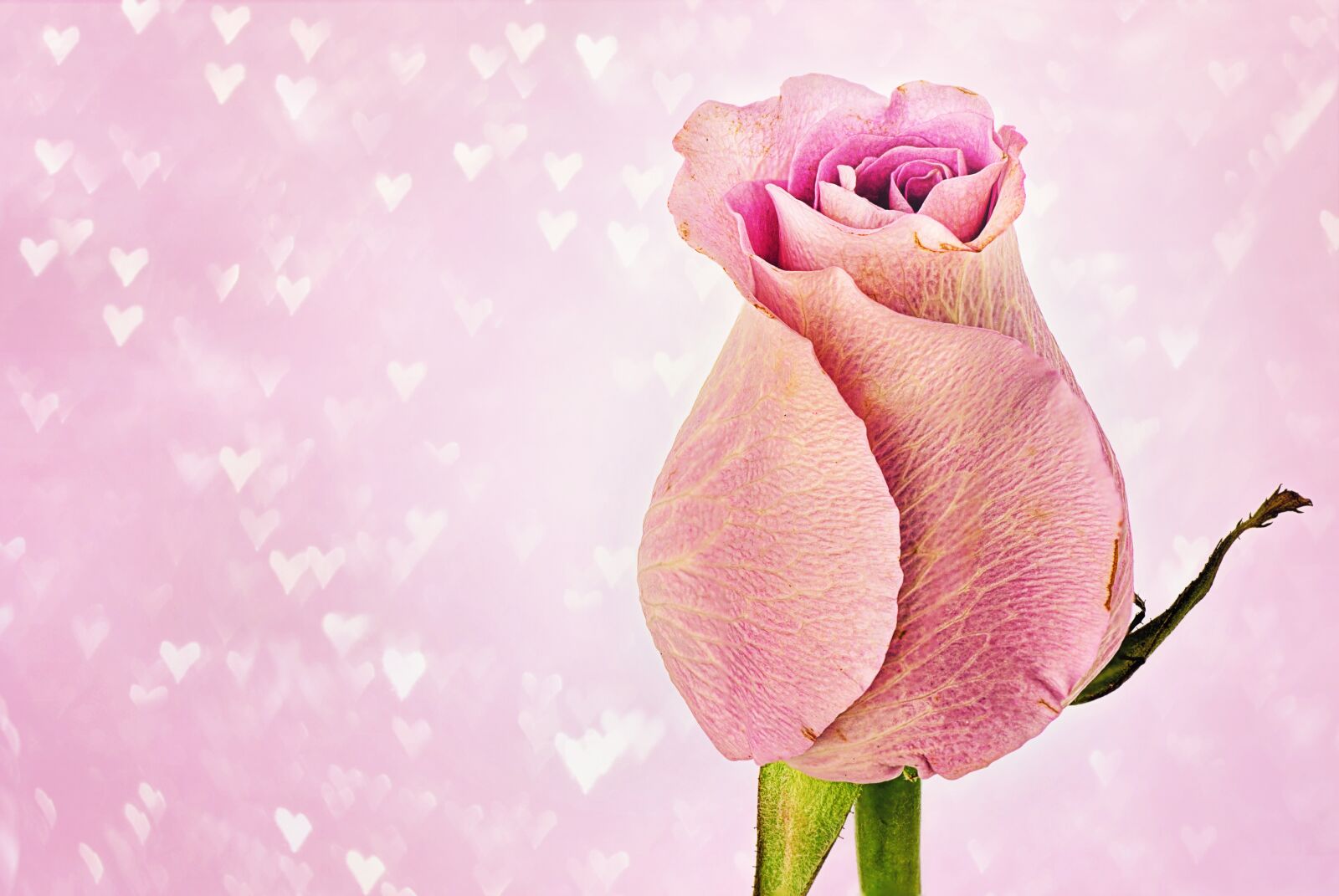 Canon EOS 5D Mark III sample photo. Rose, hearts, valentine's day photography