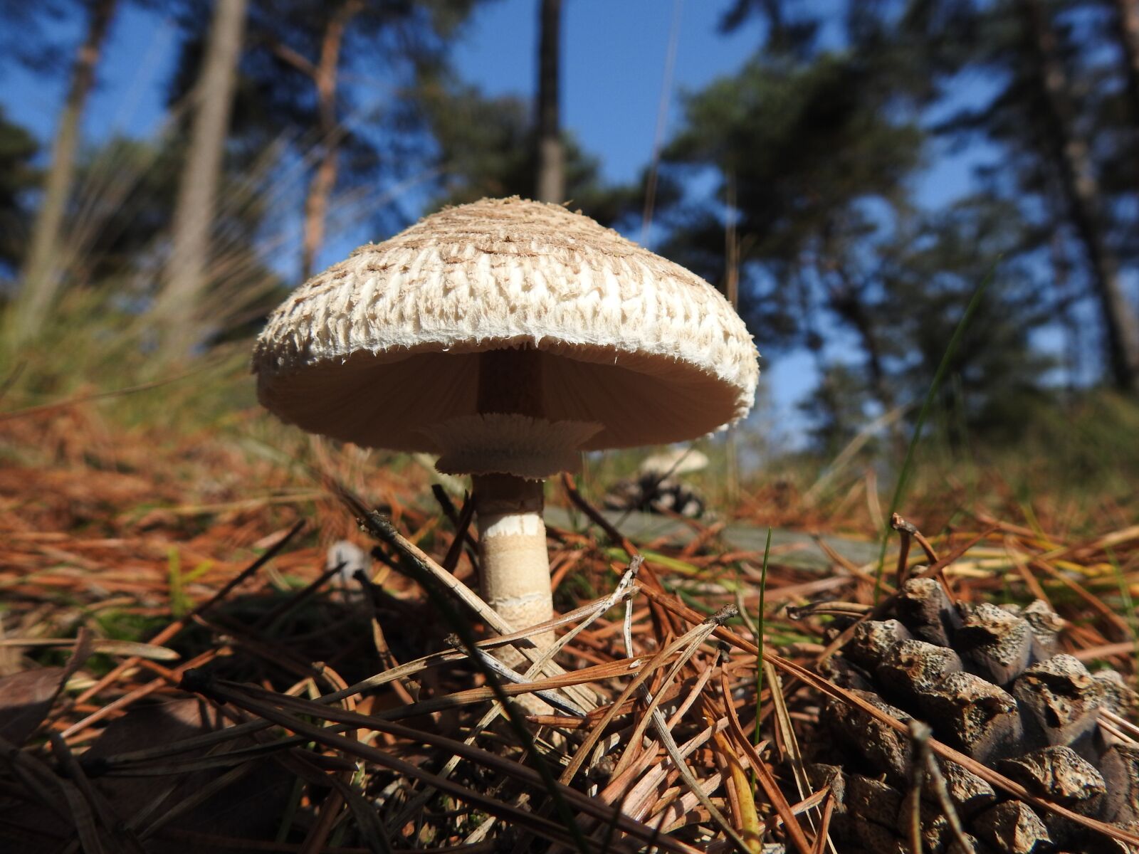 Nikon Coolpix P900 sample photo. Mushroom, nature, autumn photography