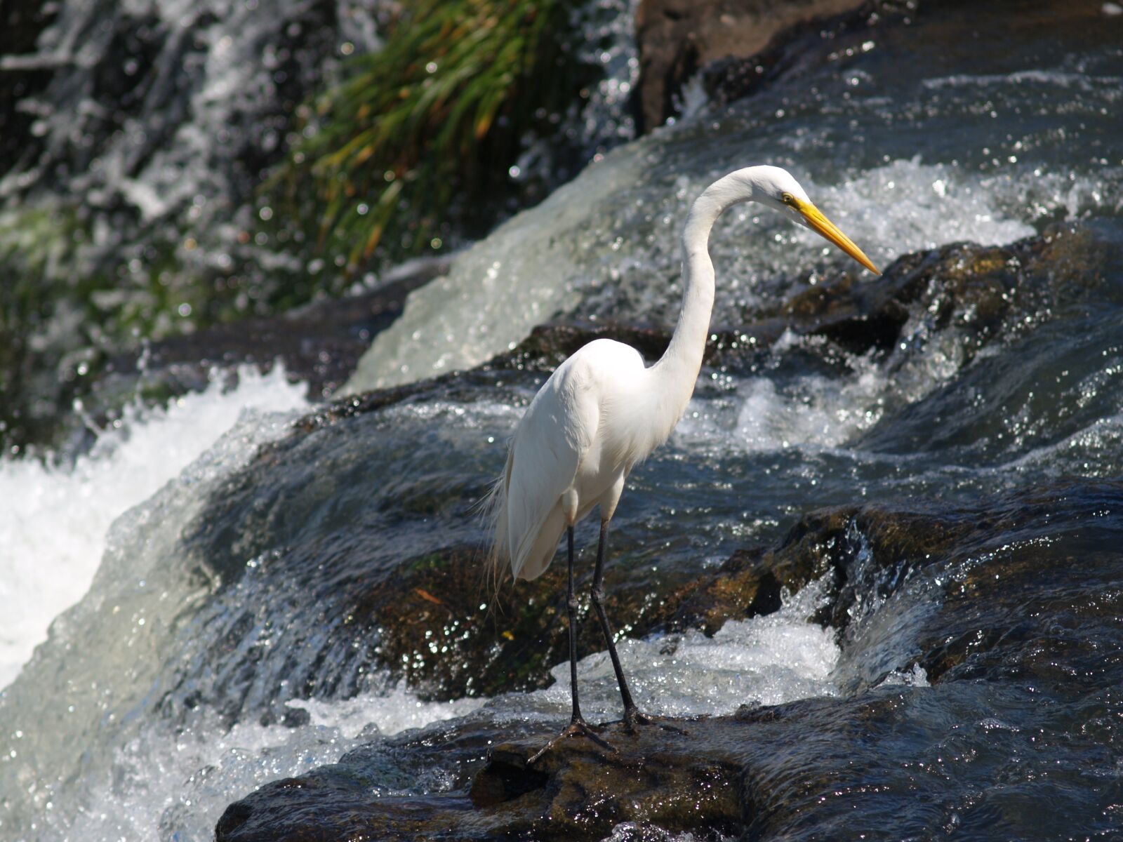 Olympus E-300 (EVOLT E-300) sample photo. Heron, birds, iguazu photography