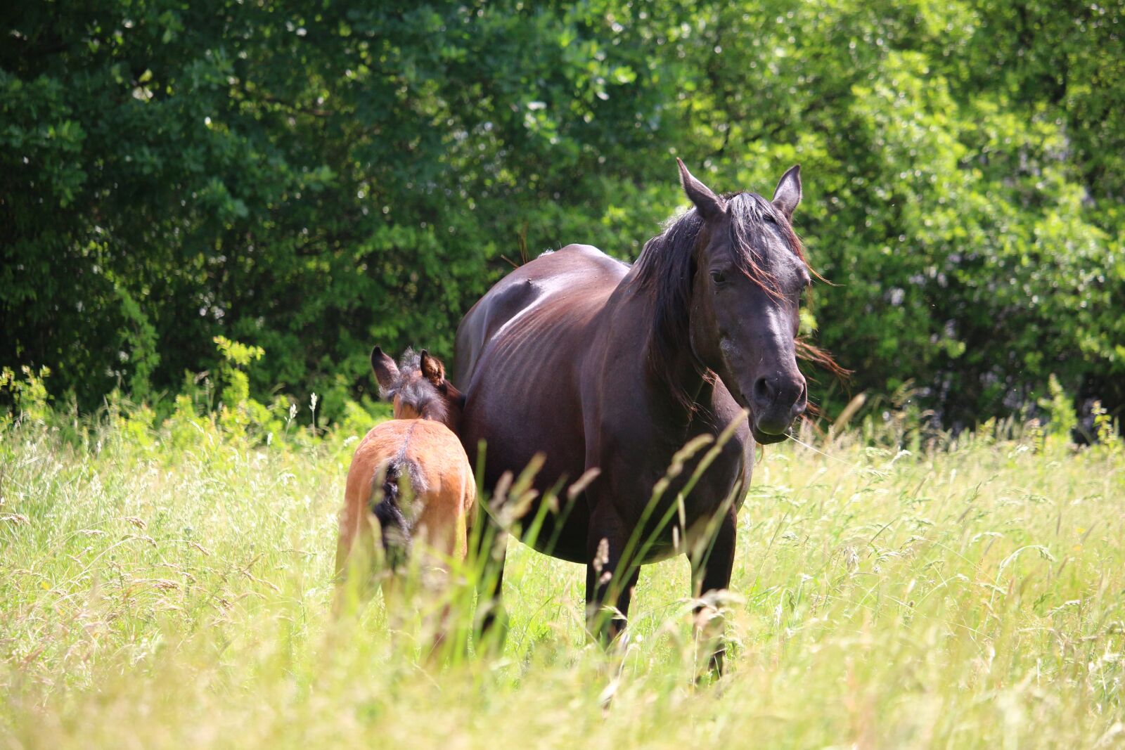 Canon EOS 100D (EOS Rebel SL1 / EOS Kiss X7) sample photo. Horse, foal, suckling photography