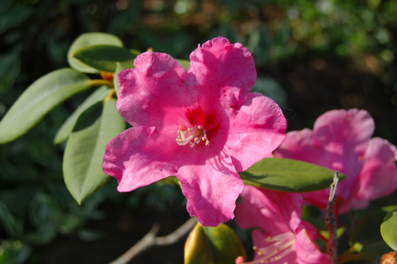 Nikon D40 sample photo. Rhododendron, flower, pink photography