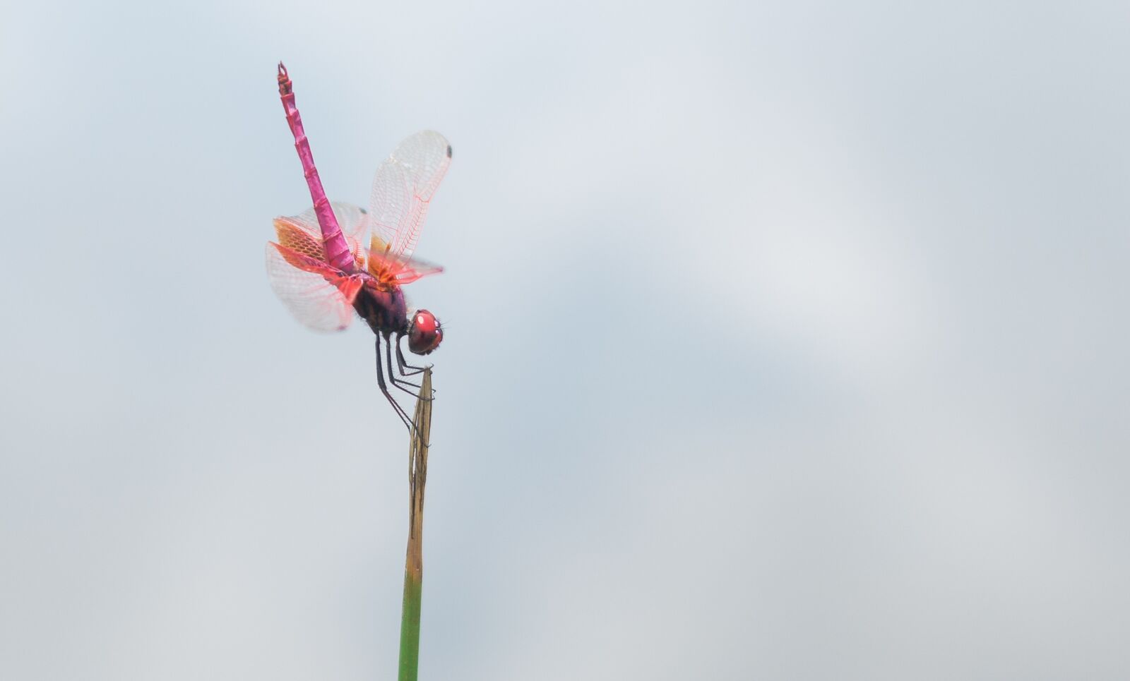 Canon EOS 70D + Canon EF 40mm F2.8 STM sample photo. Dragonfly, red dragonfly, animal photography
