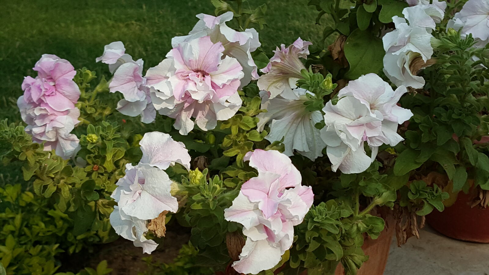 Samsung Galaxy Note5 sample photo