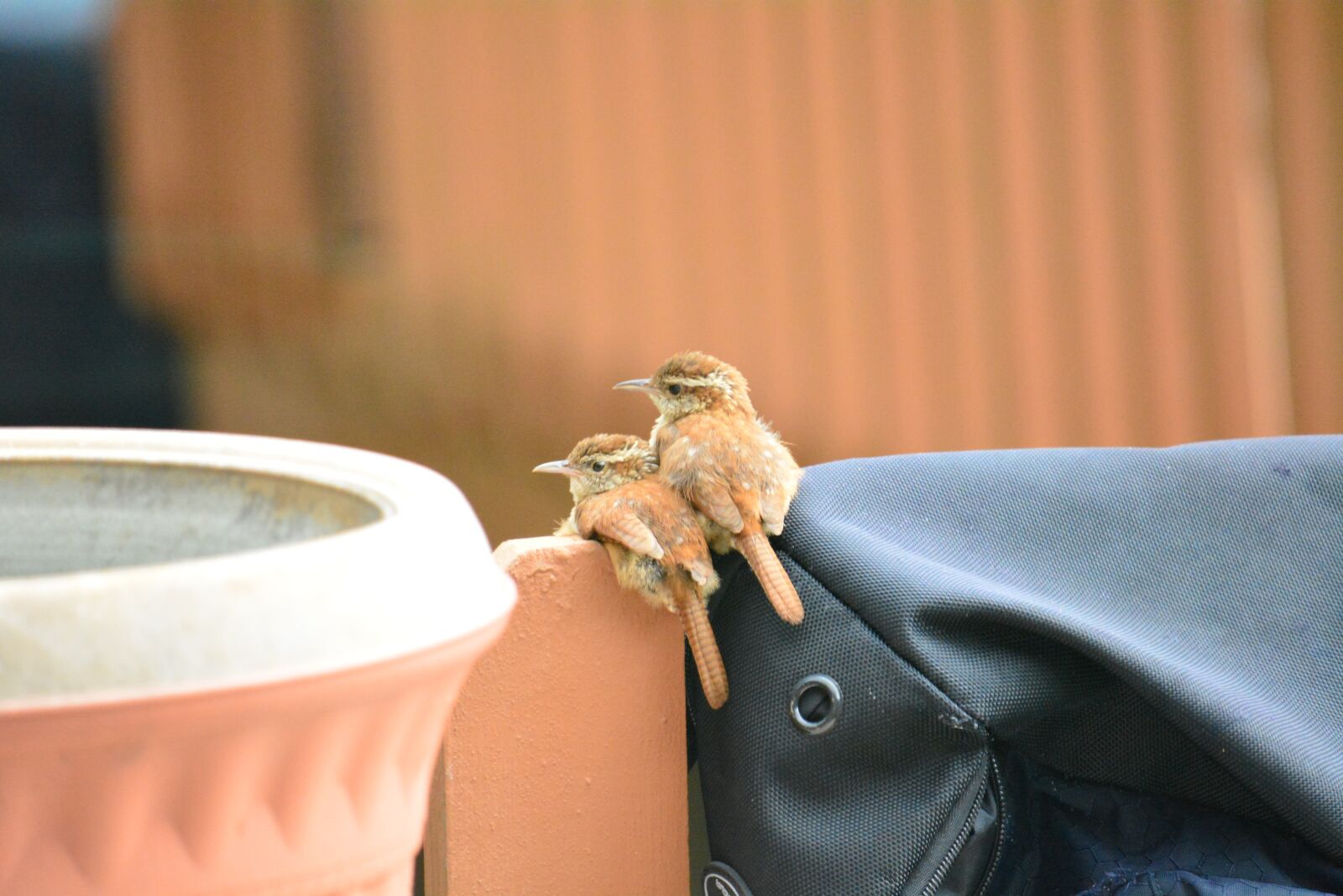 Nikon D5200 sample photo. Love birds, birds resting photography