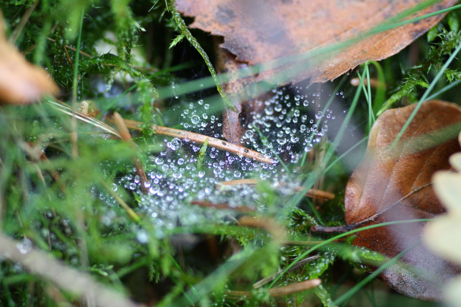 Canon EOS 1000D (EOS Digital Rebel XS / EOS Kiss F) sample photo. Drop, water, nature photography