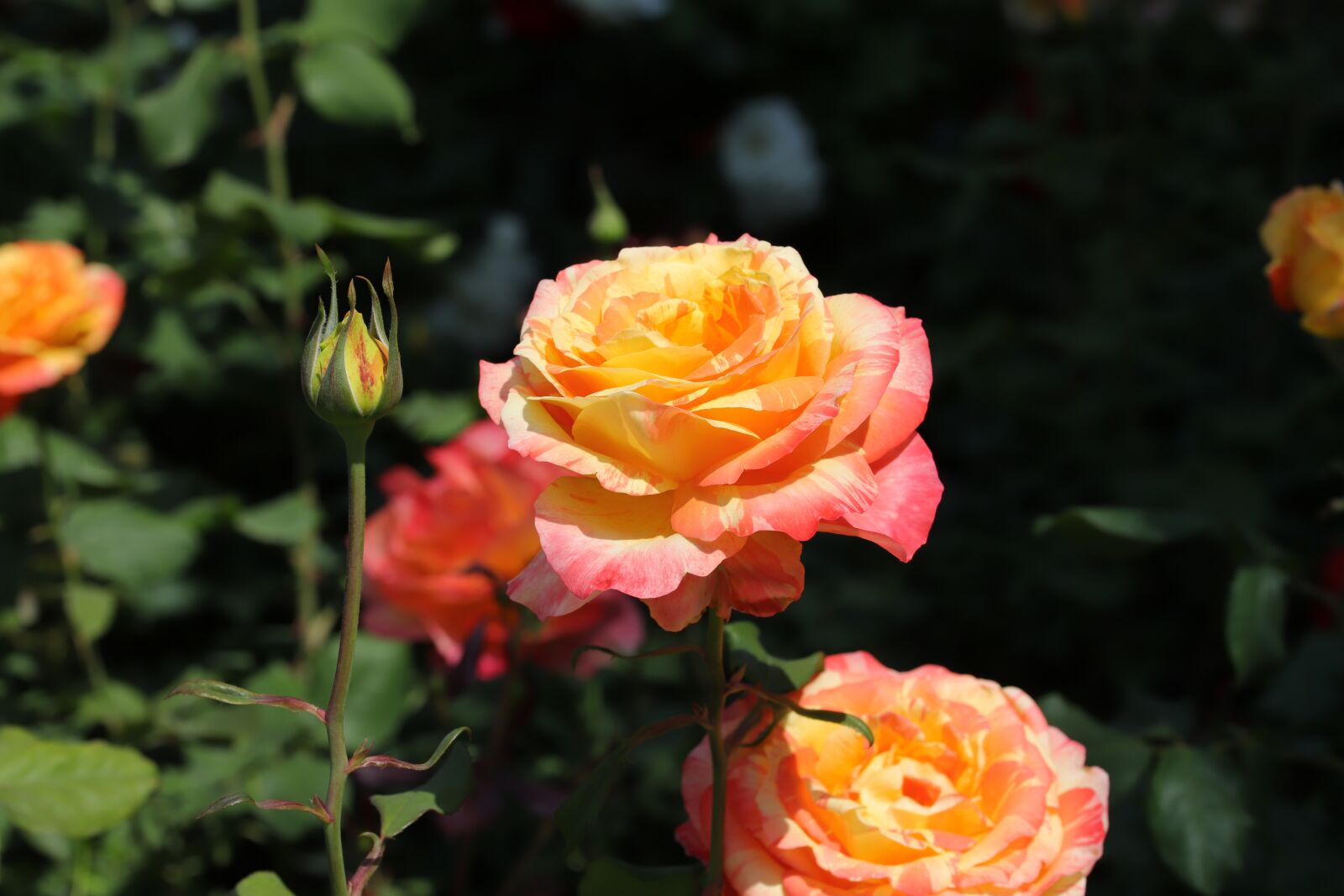 Canon EOS 6D Mark II sample photo. Rose, roses flowers, flowers photography