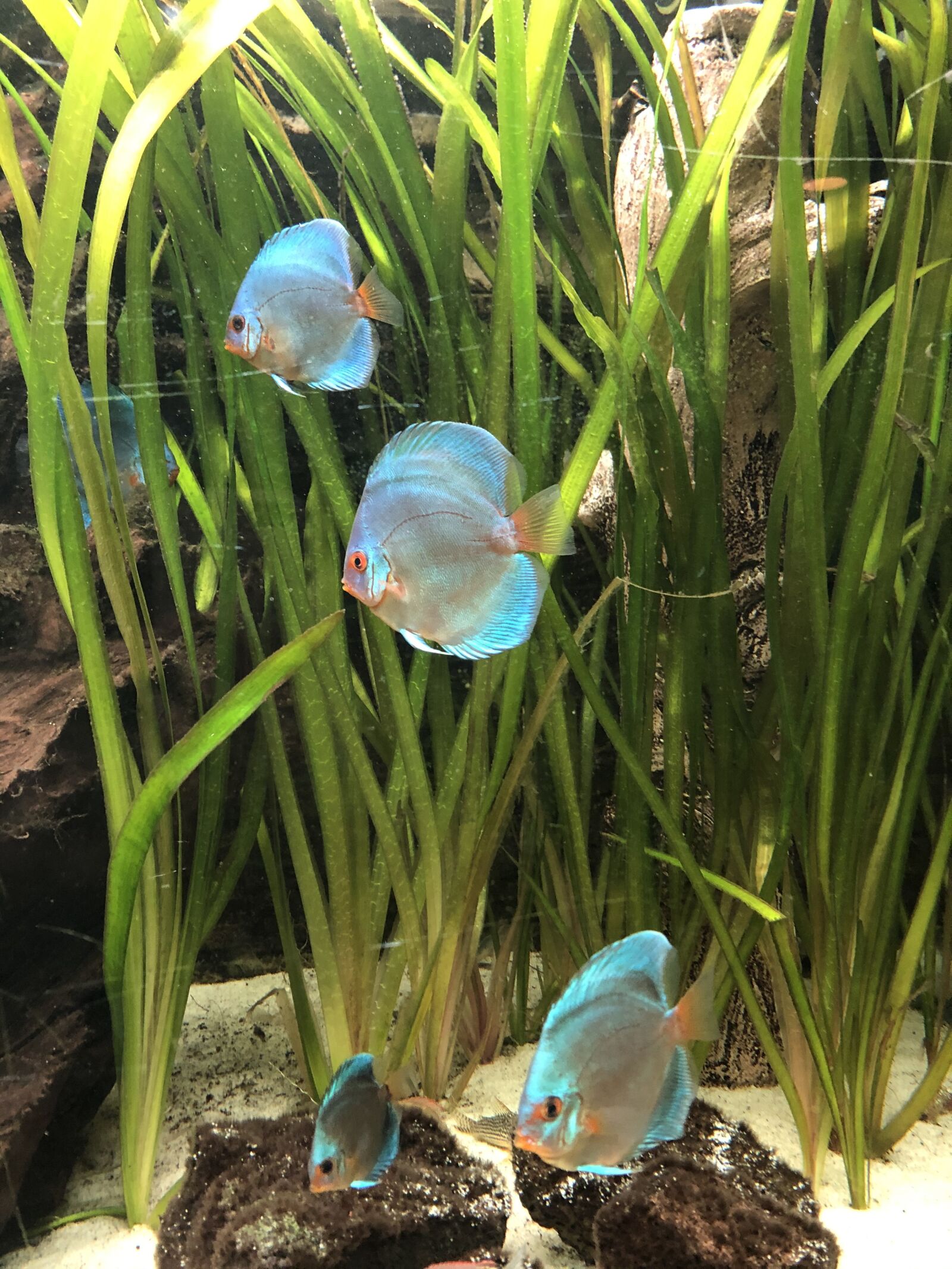 Apple iPhone 8 sample photo. Fishes, zoo, aquarium photography