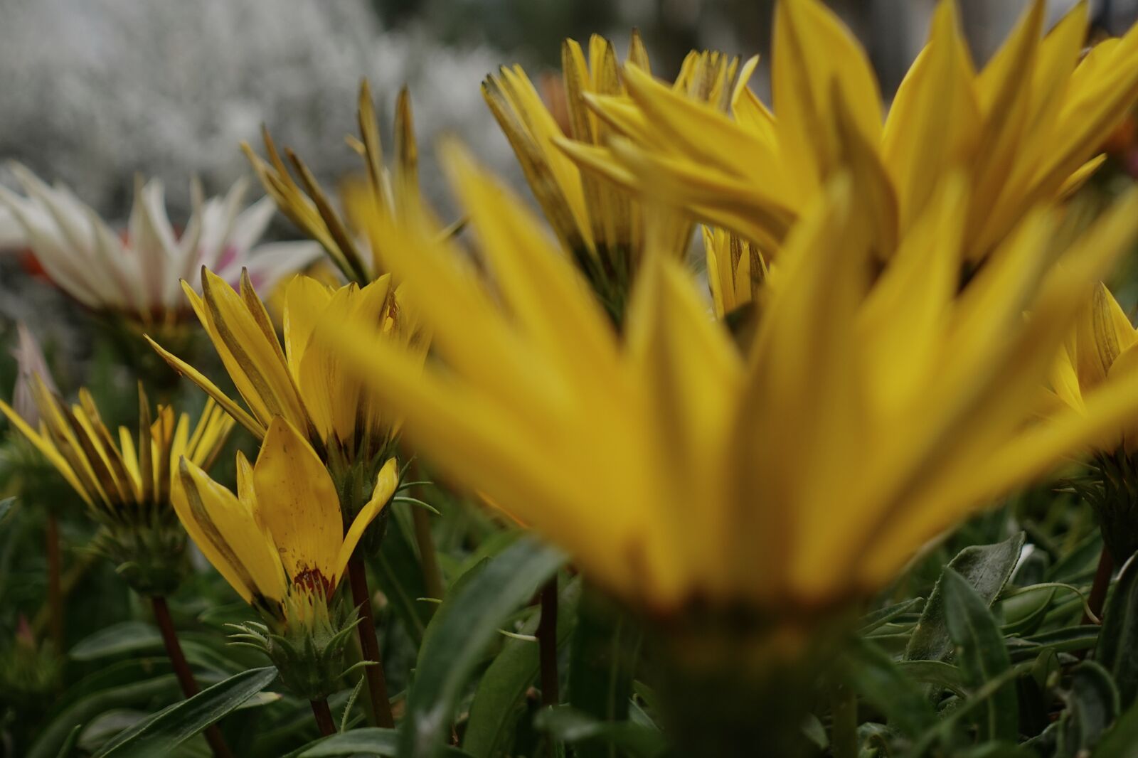 Sony DSC-RX100M5A sample photo. Spring, nature, green photography