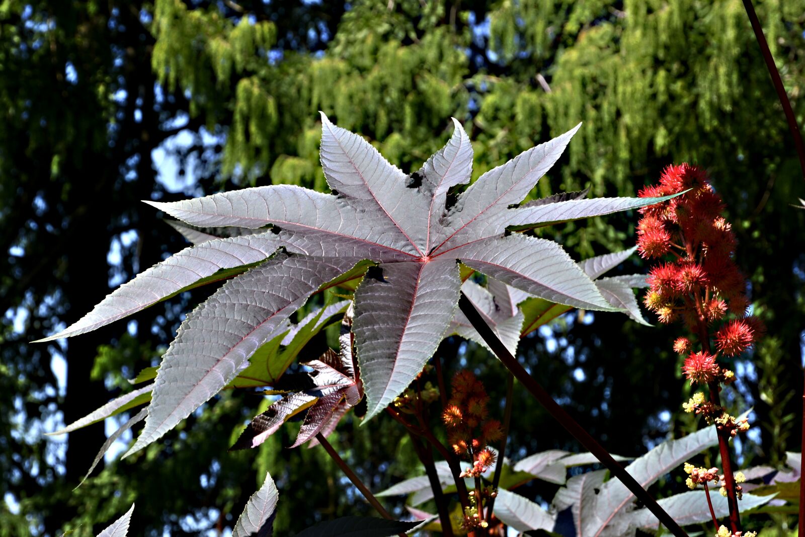 Nikon D7100 sample photo. Wonder tree, castor oil photography
