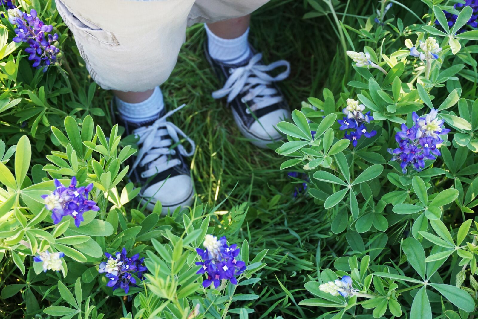Sony a6000 sample photo. Beautiful, flowers, bluebonnets, boy photography