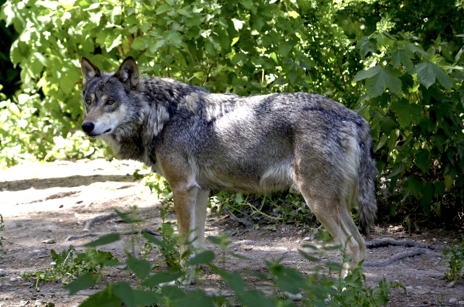 Nikon D5100 sample photo. Wolf, forest, predator photography