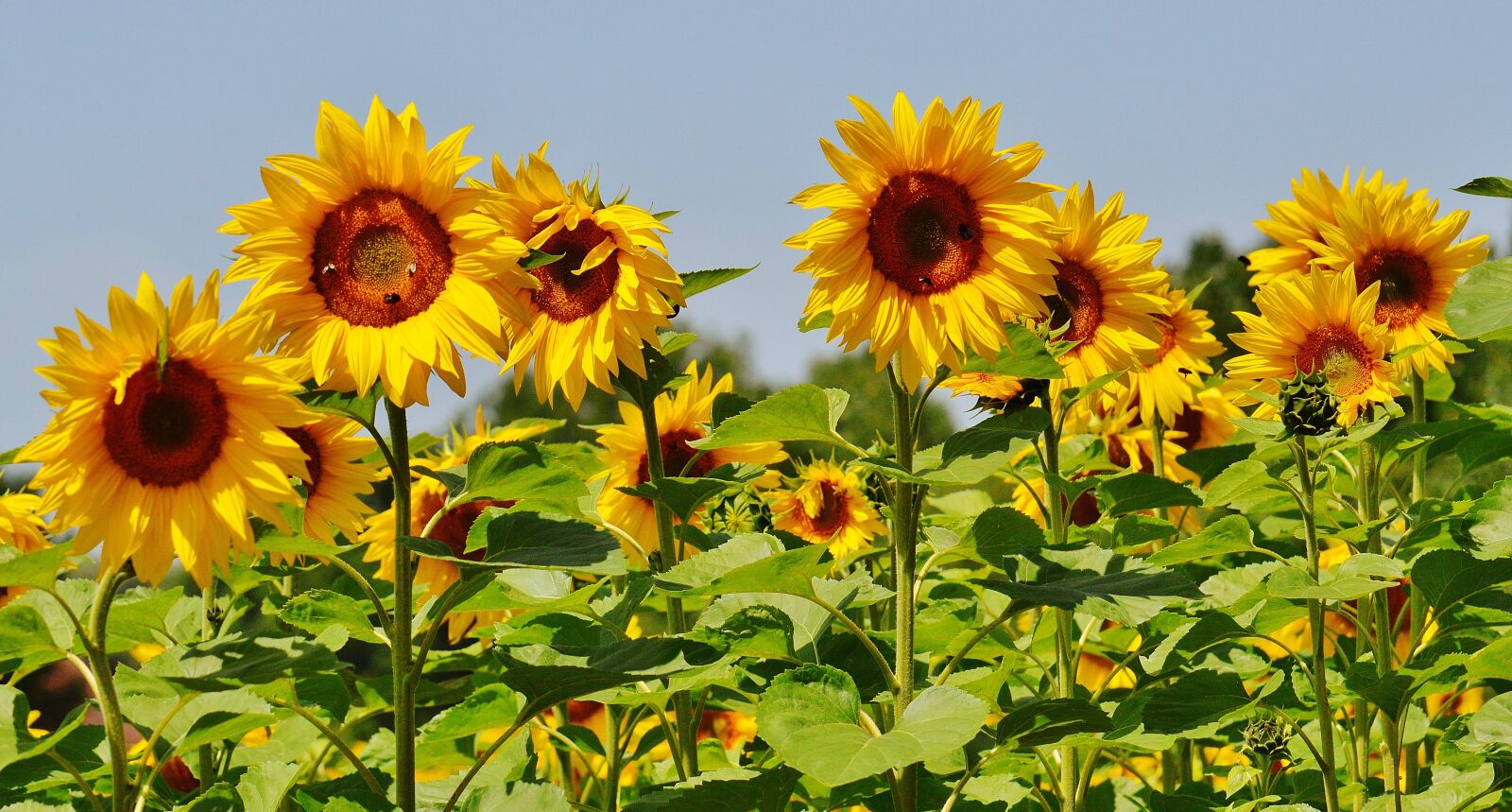 Nikon D3200 sample photo. Sunflower, bees, summer photography