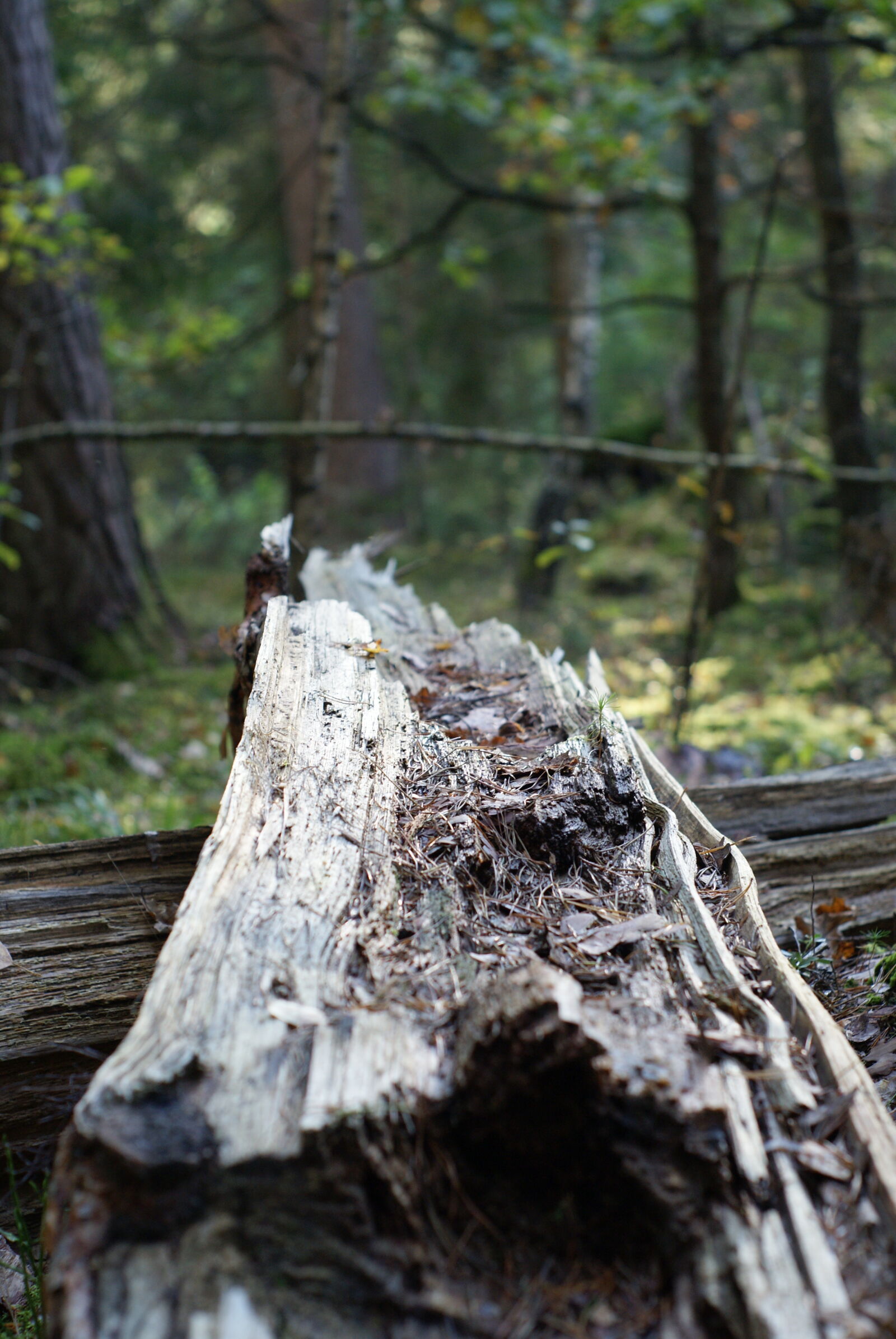 Sony Alpha DSLR-A300 sample photo