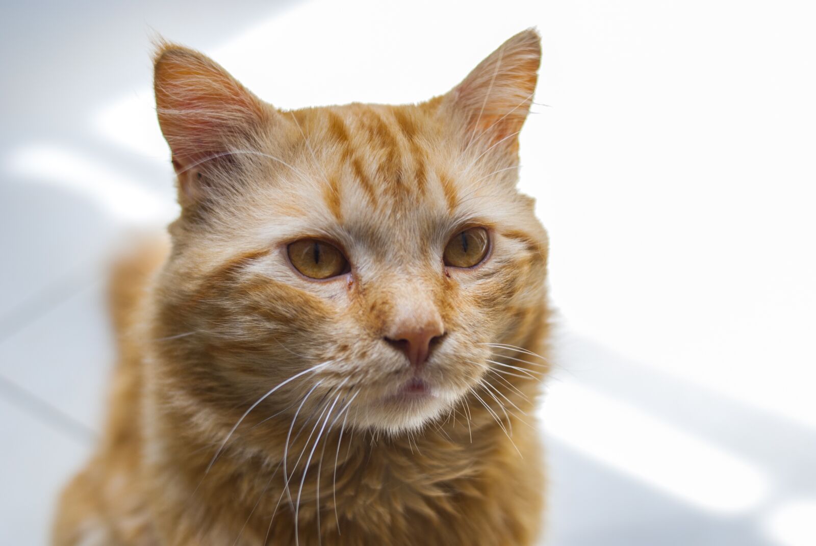 Nikon D60 sample photo. Kitten watching, pet, cat photography