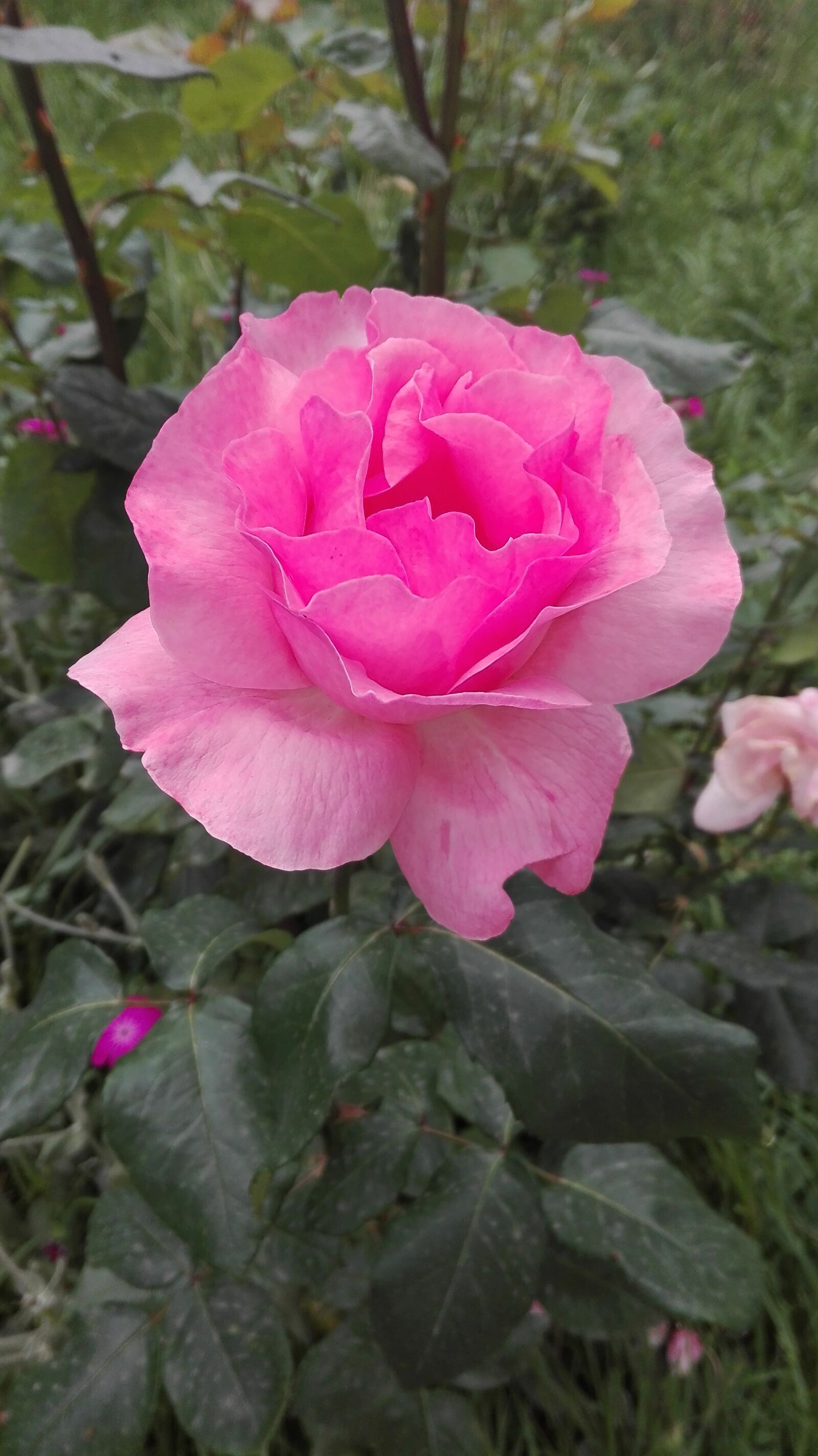 HUAWEI P8 Lite sample photo. Rose, pink, pink rose photography