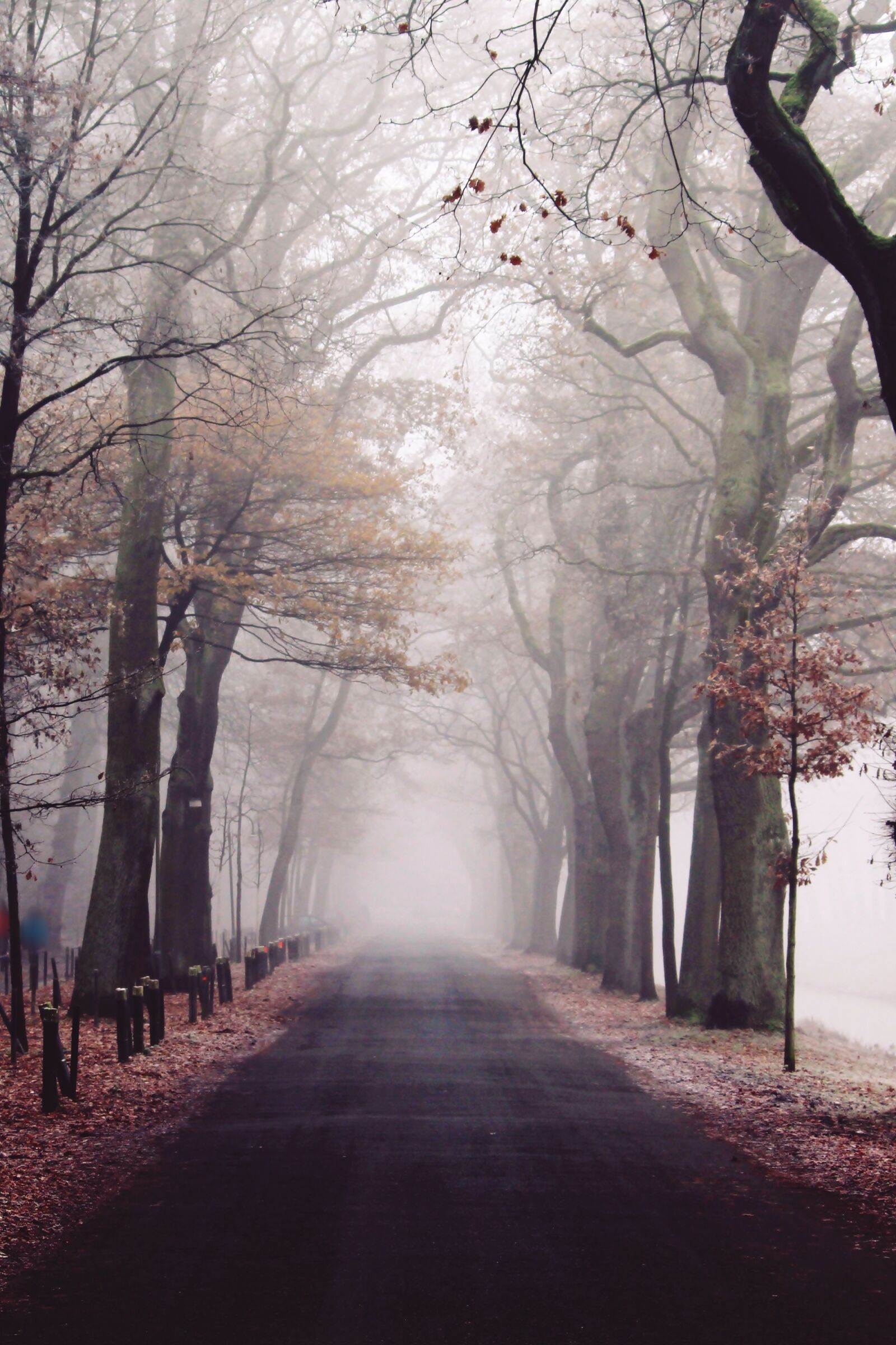 Canon EF-S 55-250mm F4-5.6 IS II sample photo. Fog, park, nature photography