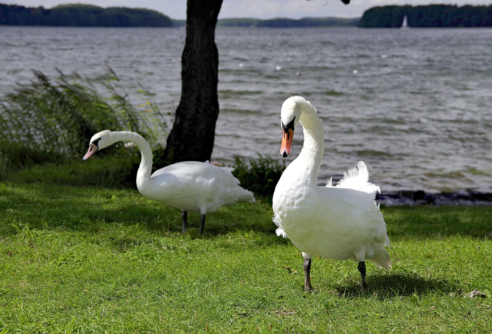 Pentax K-S2 sample photo. Swan, swans, case photography