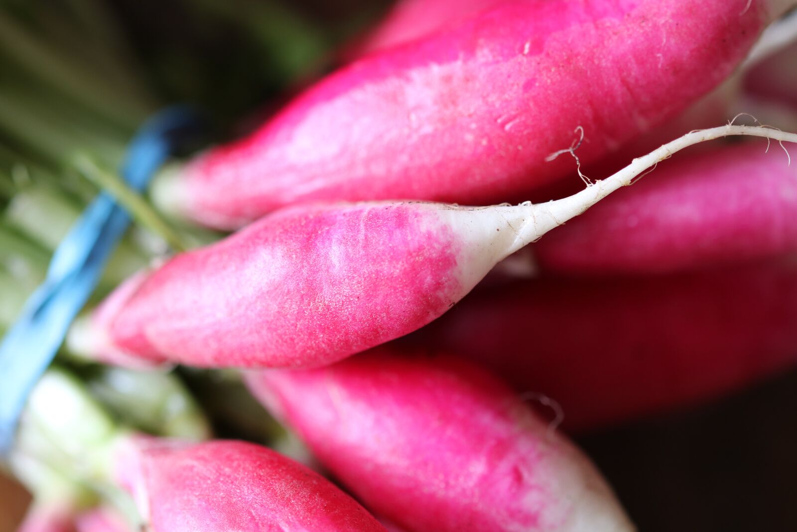 Canon EOS 750D (EOS Rebel T6i / EOS Kiss X8i) sample photo. Radishes, radish, red photography