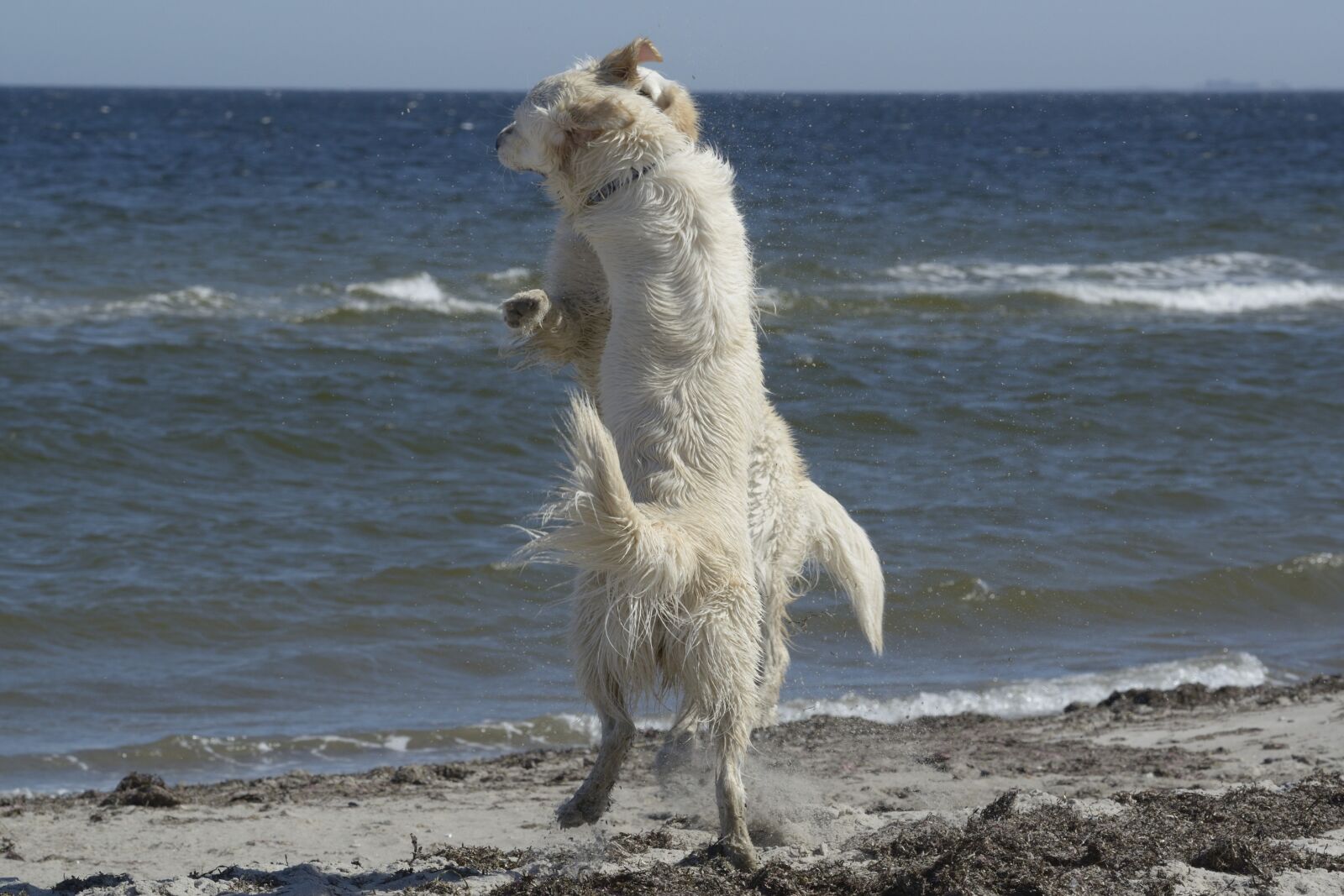 Nikon D800 sample photo. Golden retriever, dog, ginger photography