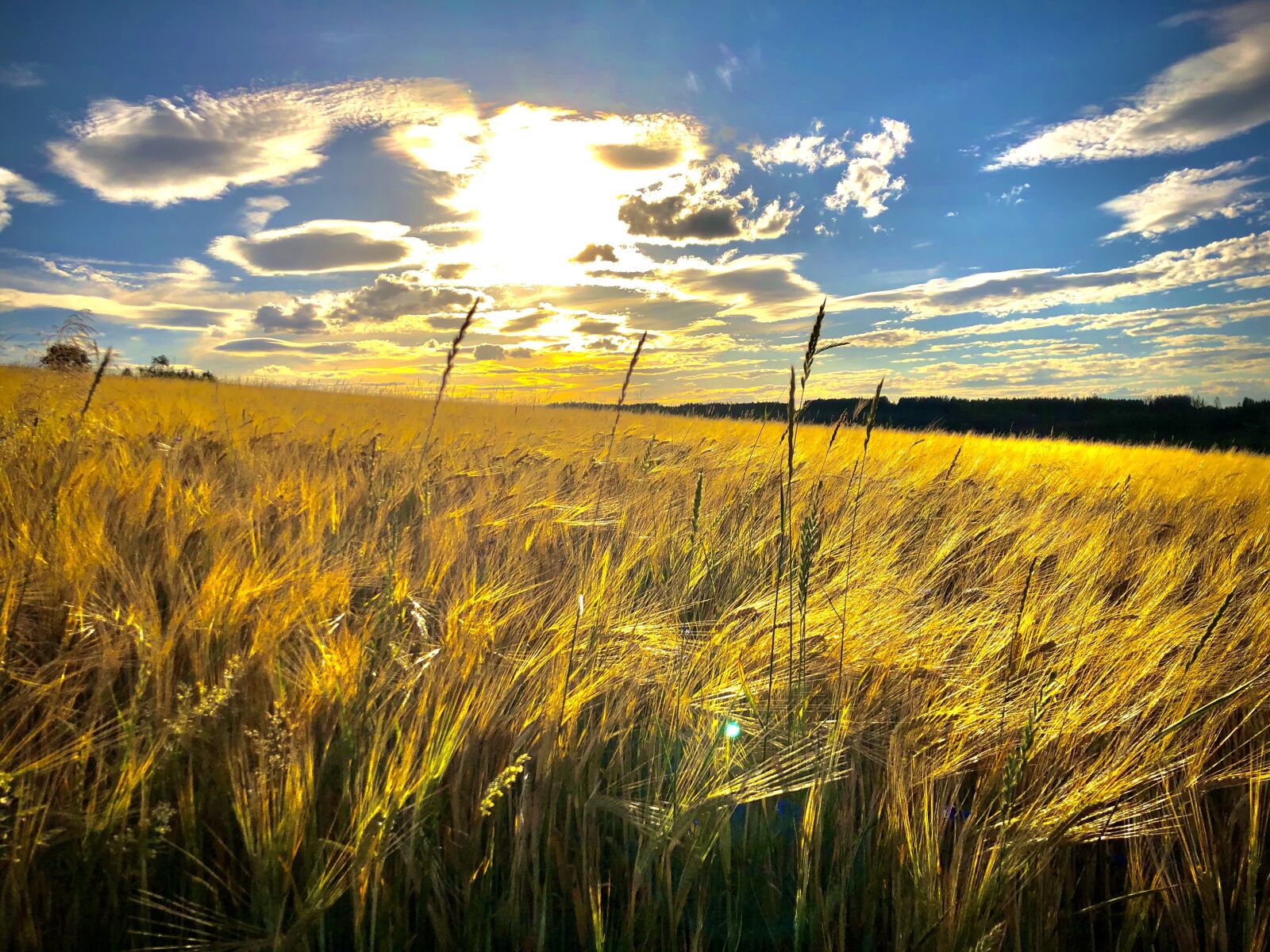 iPhone X back dual camera 4mm f/1.8 sample photo. Cornfield, summer, cereals photography
