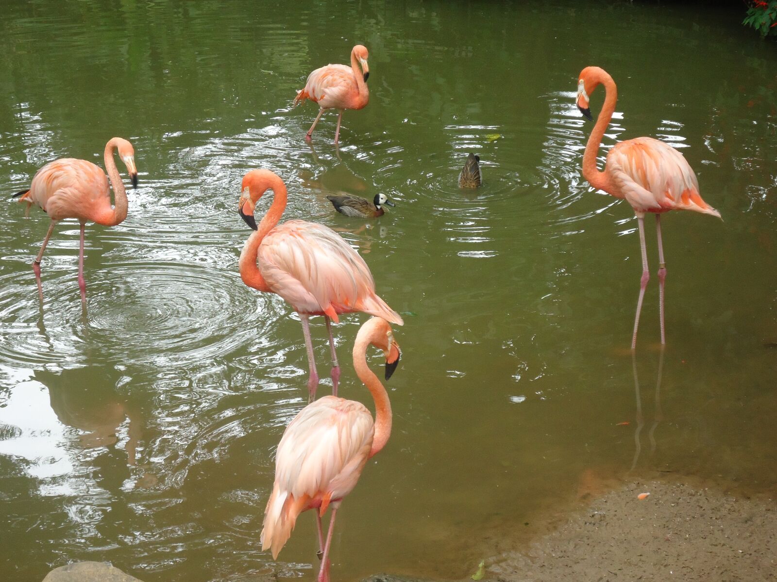 Sony Cyber-shot DSC-W610 sample photo. Flamingos, birds, nature photography