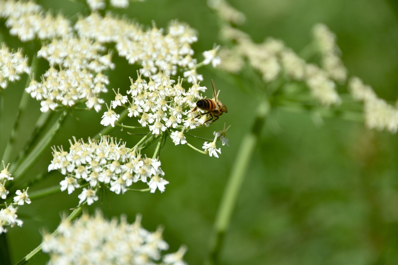 Nikon D5600 sample photo. Flowers, white, bee photography