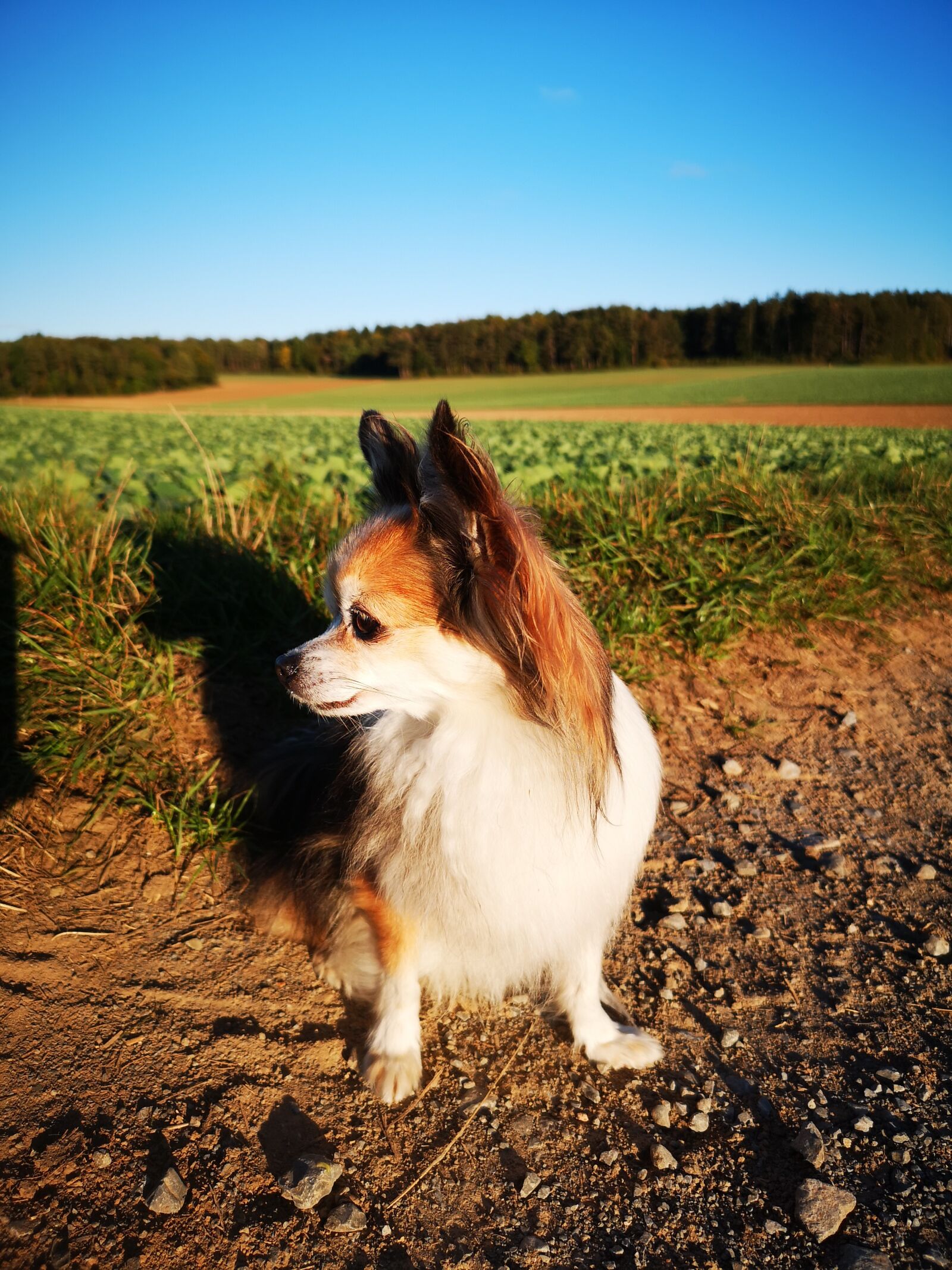 HUAWEI CLT-L29 sample photo. Chihuahua, dog, animal photography