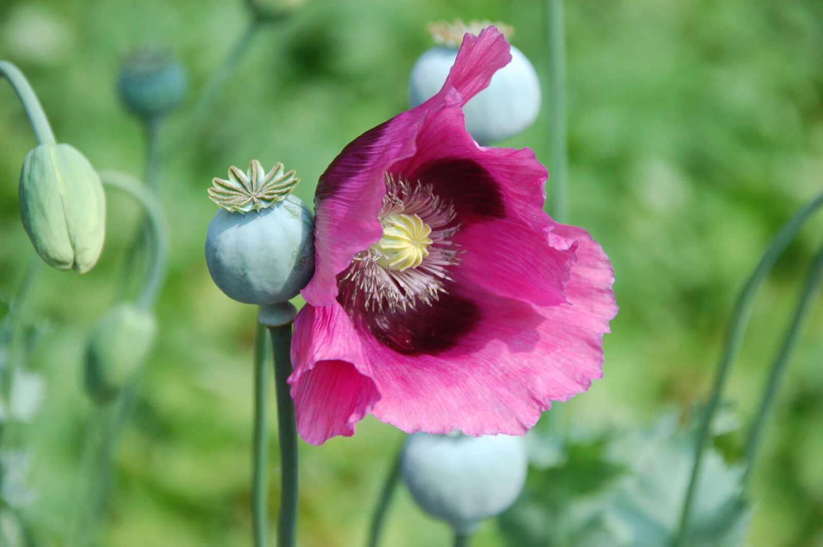 Nikon D40 sample photo. Flower, nature, plant photography