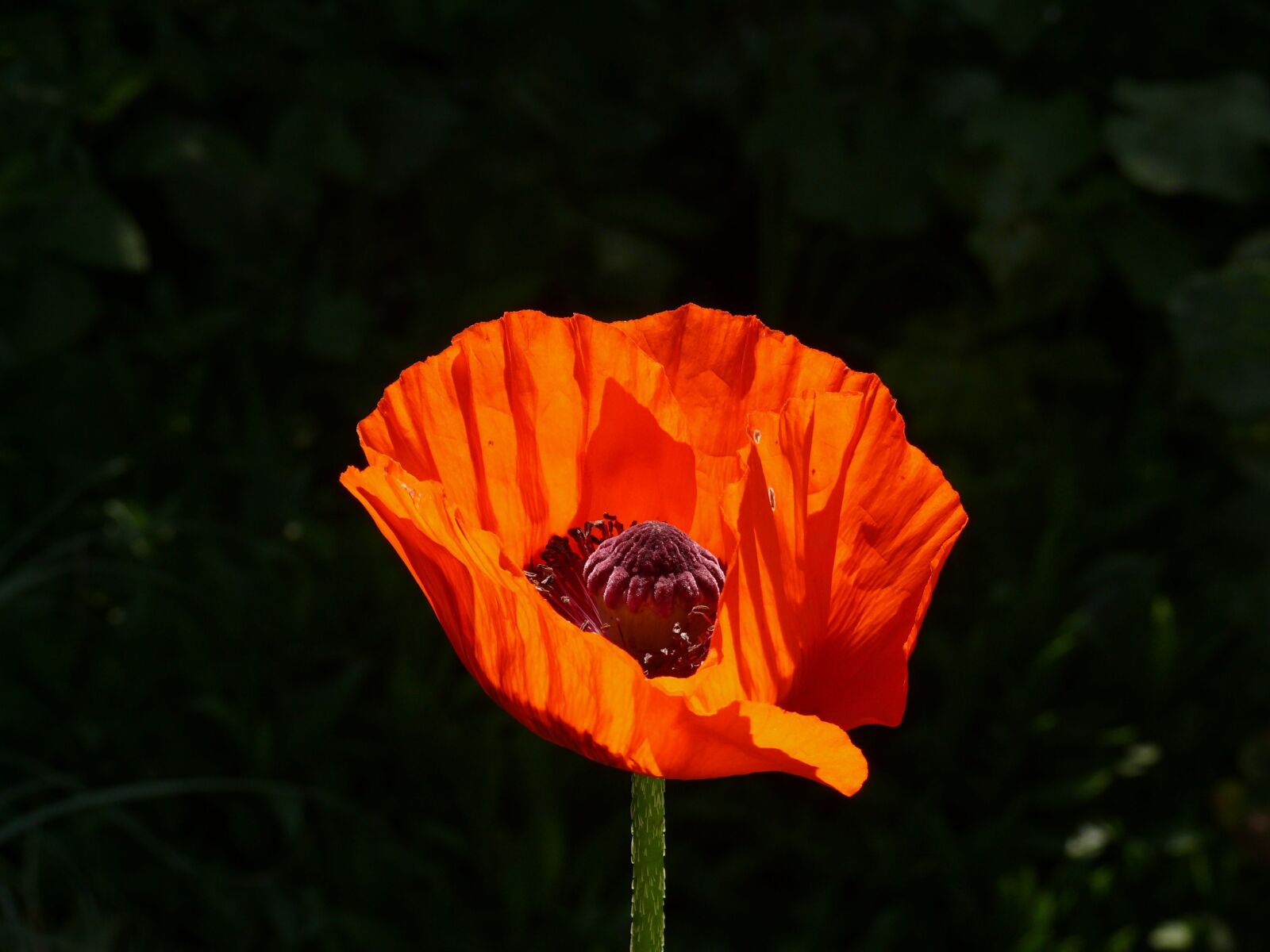 Panasonic DMC-FZ50 sample photo. Poppy, orange, flower photography