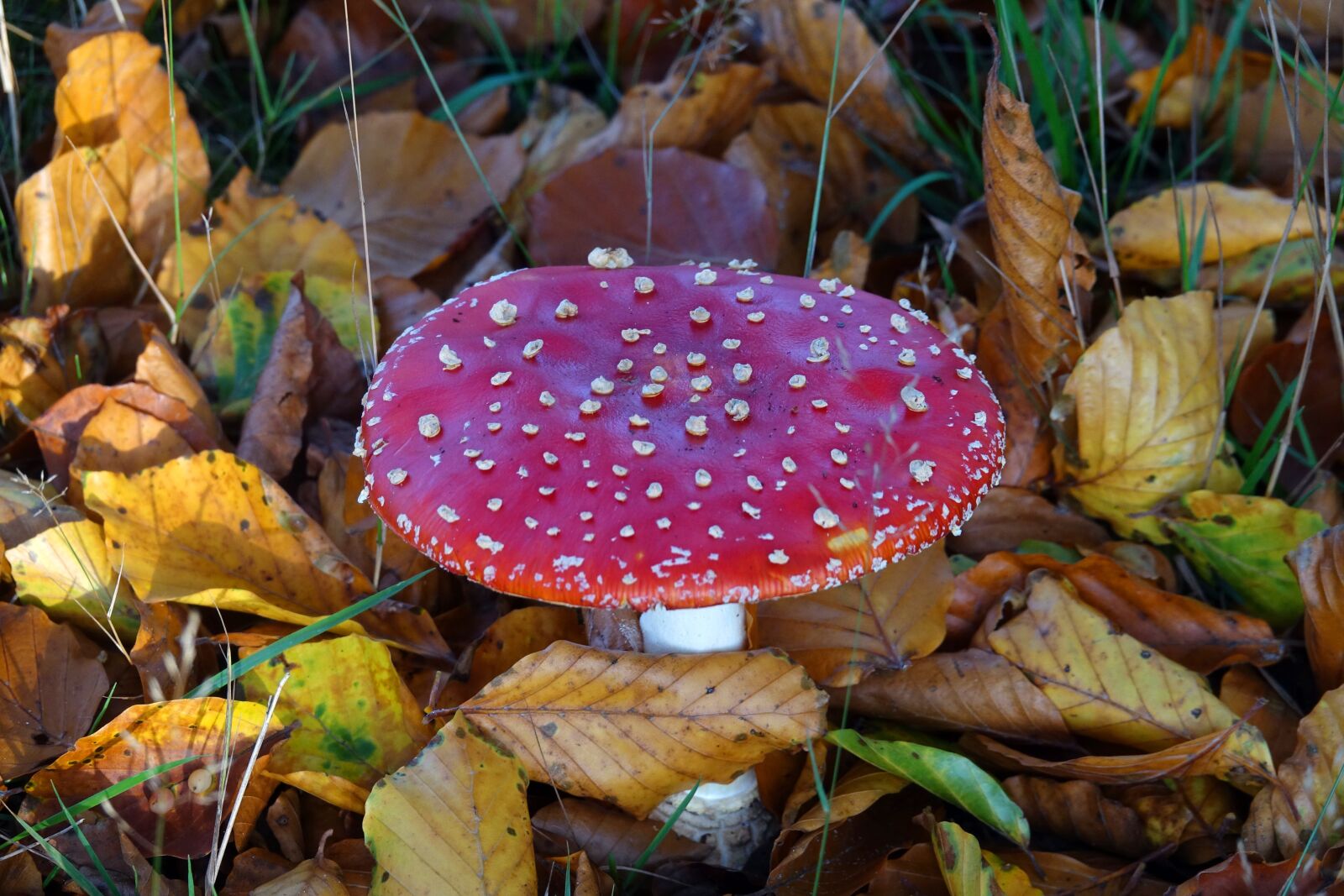 Sony Cyber-shot DSC-RX10 III sample photo. Mushrooms, mushroom, fly agaric photography