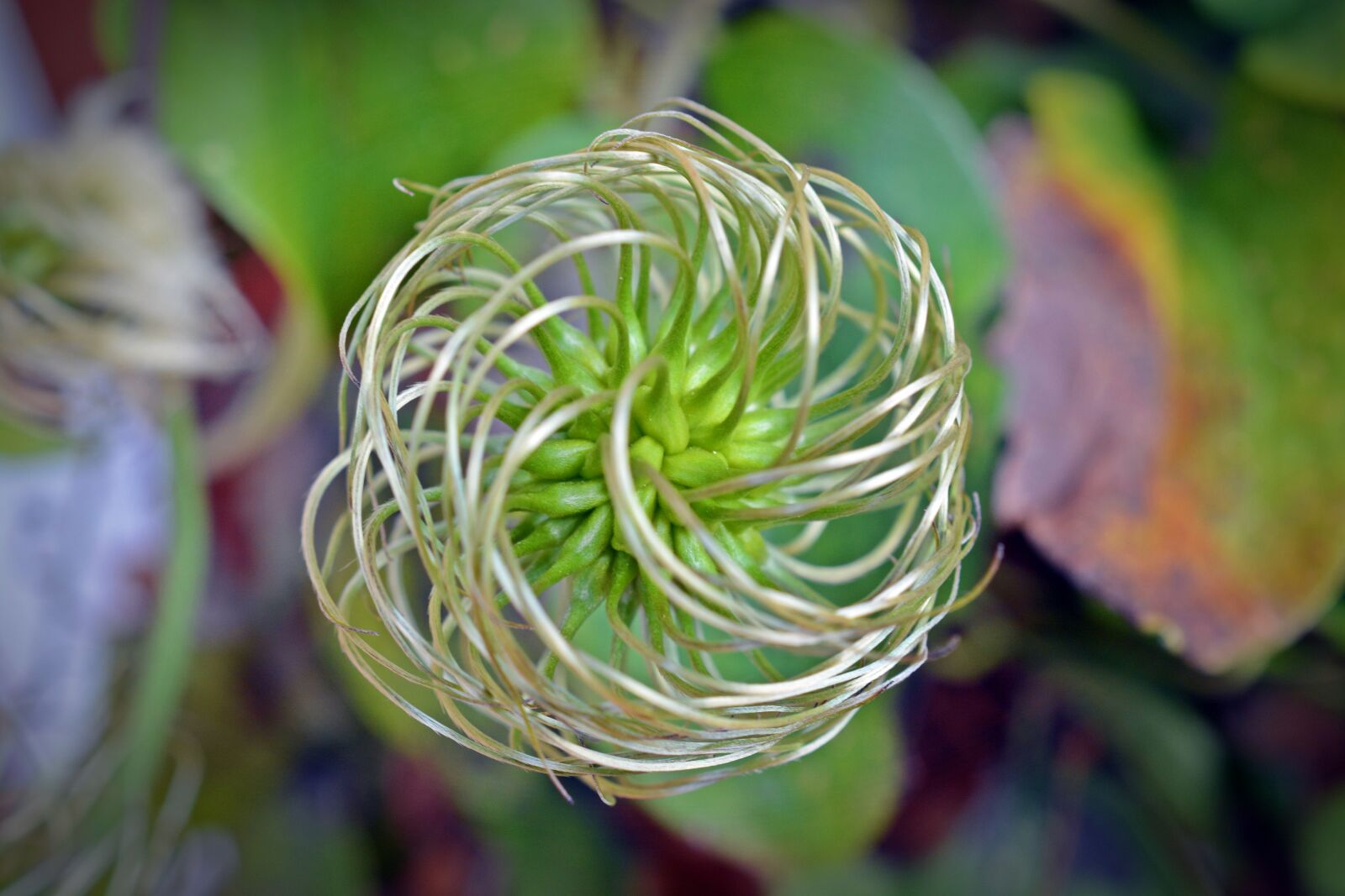 Nikon D5200 sample photo. Clematis, seeds, pods photography