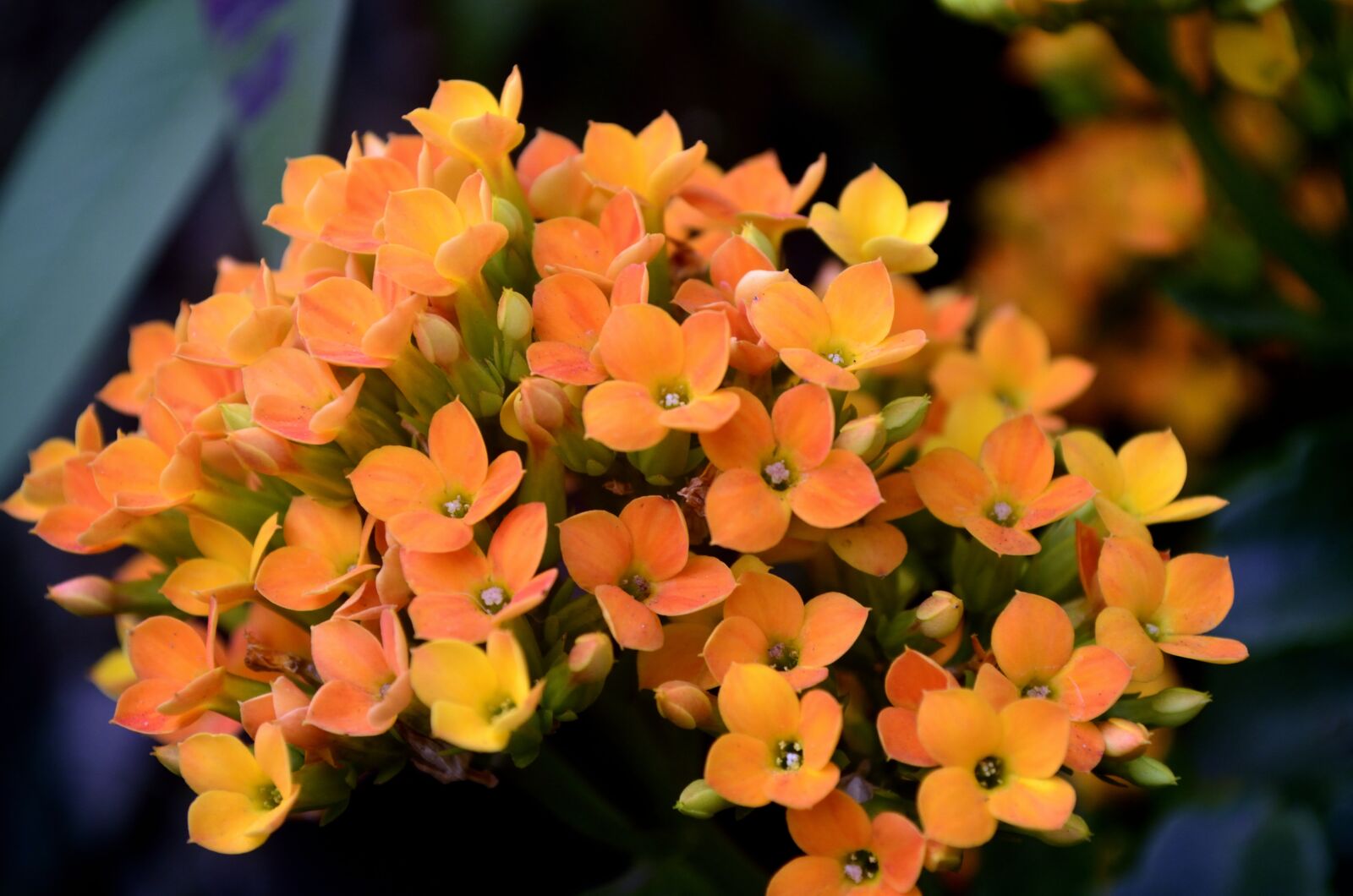 Nikon D5100 sample photo. Flowers, nature, summer photography
