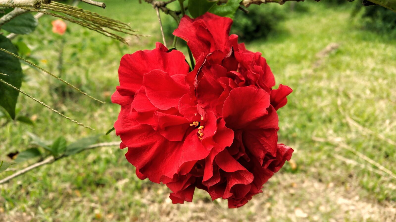 Samsung Galaxy Note4 sample photo. Rose, red, flower photography