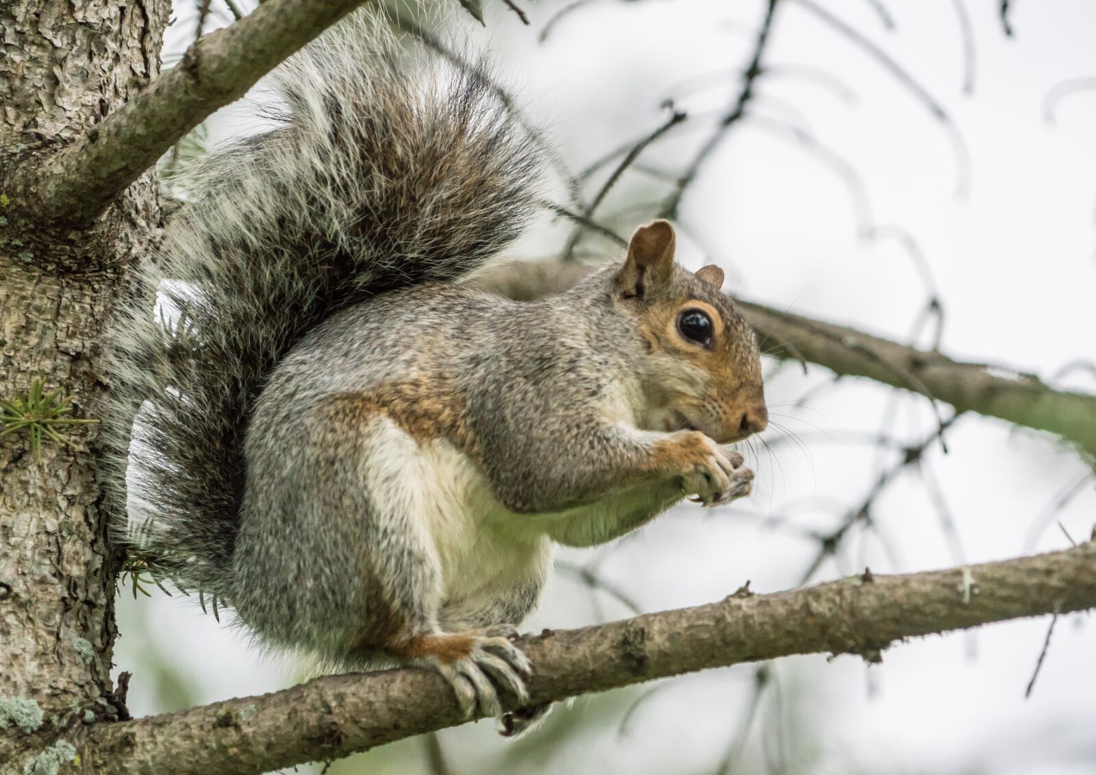 Sony a7R II + Sony FE 24-240mm F3.5-6.3 OSS sample photo. Squirrel, nut, eating photography