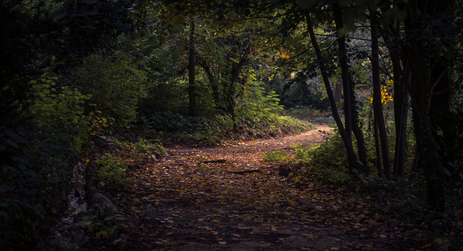 Canon EF 70-200mm F4L USM sample photo. Forest, during, daytime photography