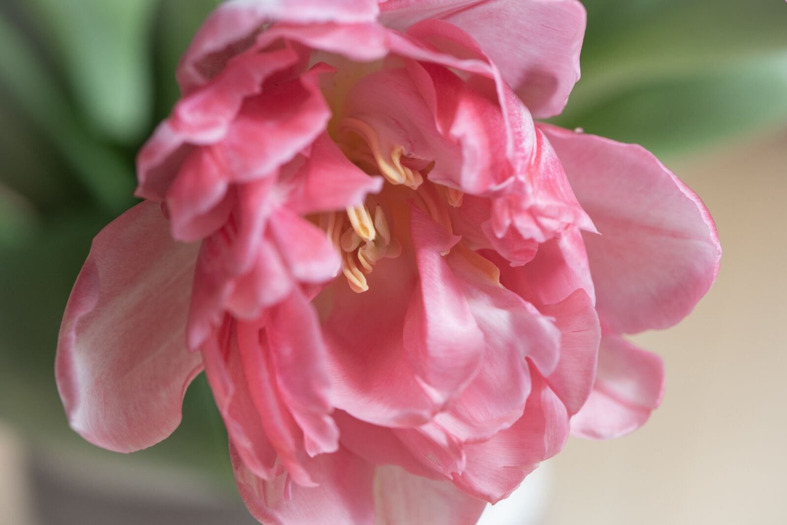 Nikon D750 sample photo. Flower, tulip, pink photography