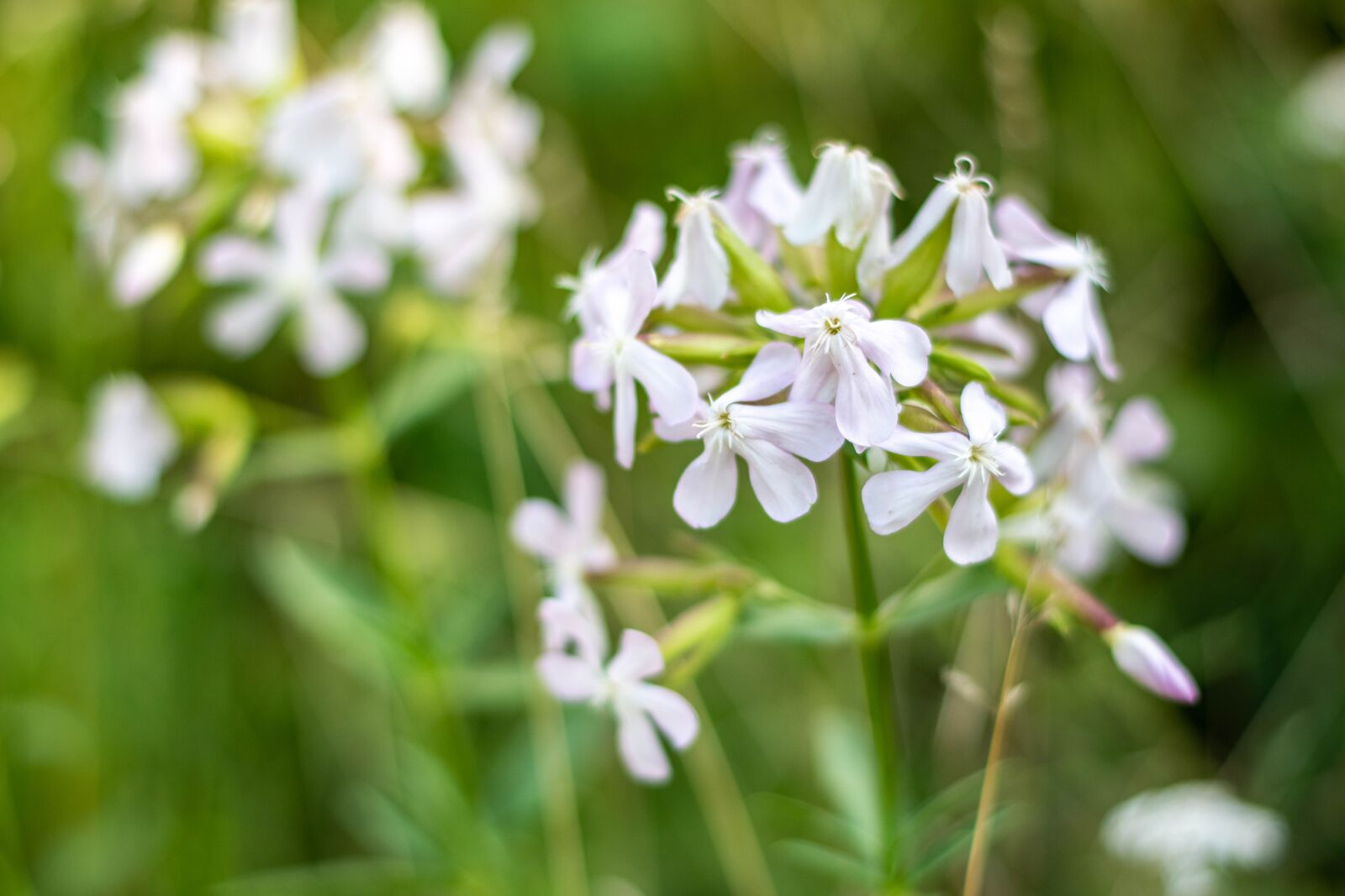 Nikon D5600 sample photo. Plant, plants, flower photography