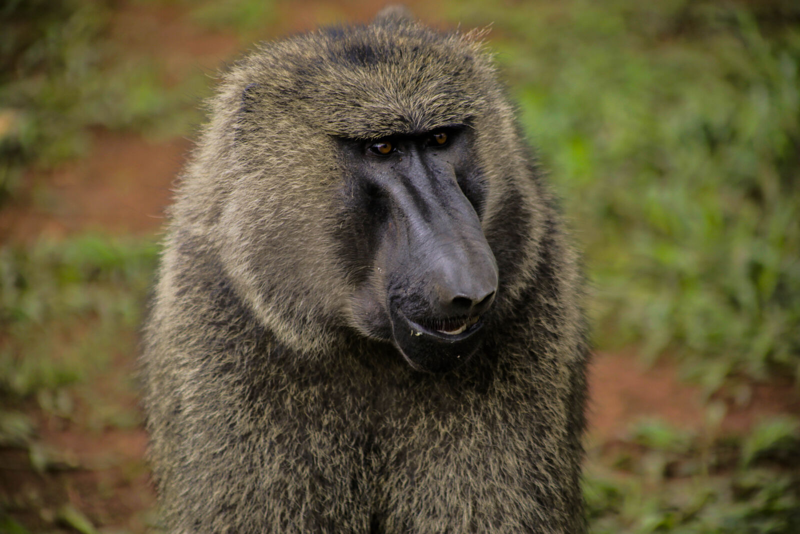 Canon EF 75-300mm f/4-5.6 sample photo. Animal, animal, photography, animal photography