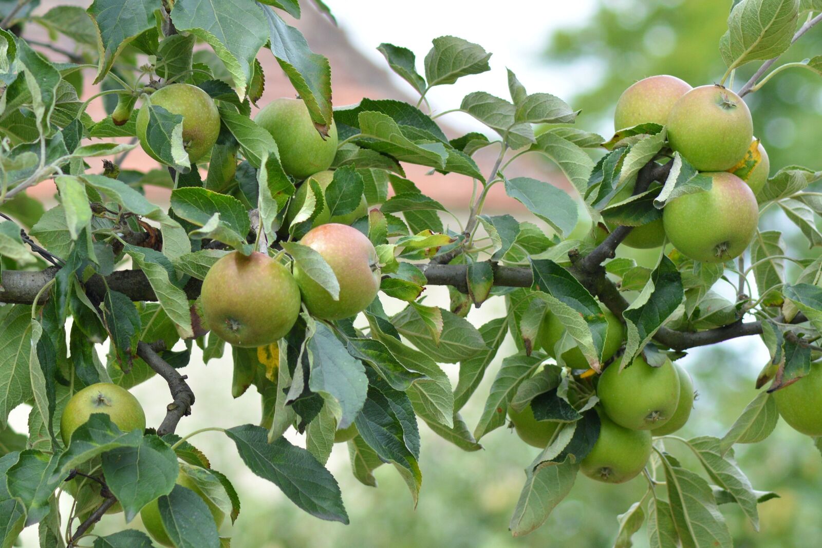 Nikon D3200 sample photo. Apple, apple tree, branch photography