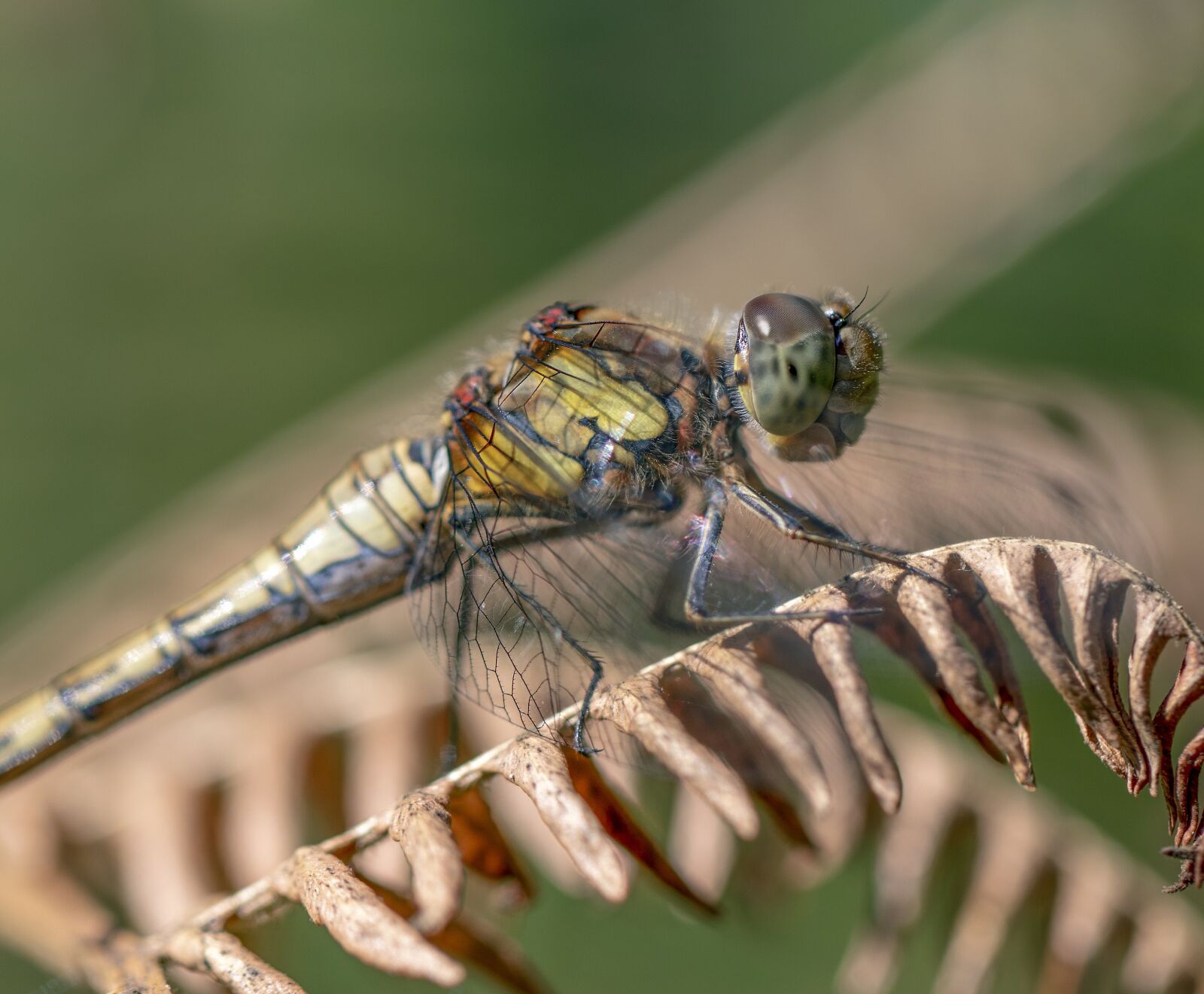 Canon EF 100mm F2.8L Macro IS USM sample photo. Common darter, dragonfly, insect photography