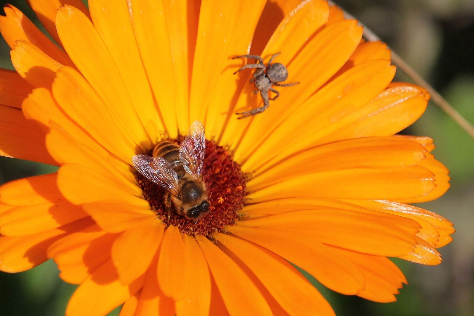 Canon EOS 60D sample photo. Macro, honey bee, garden photography