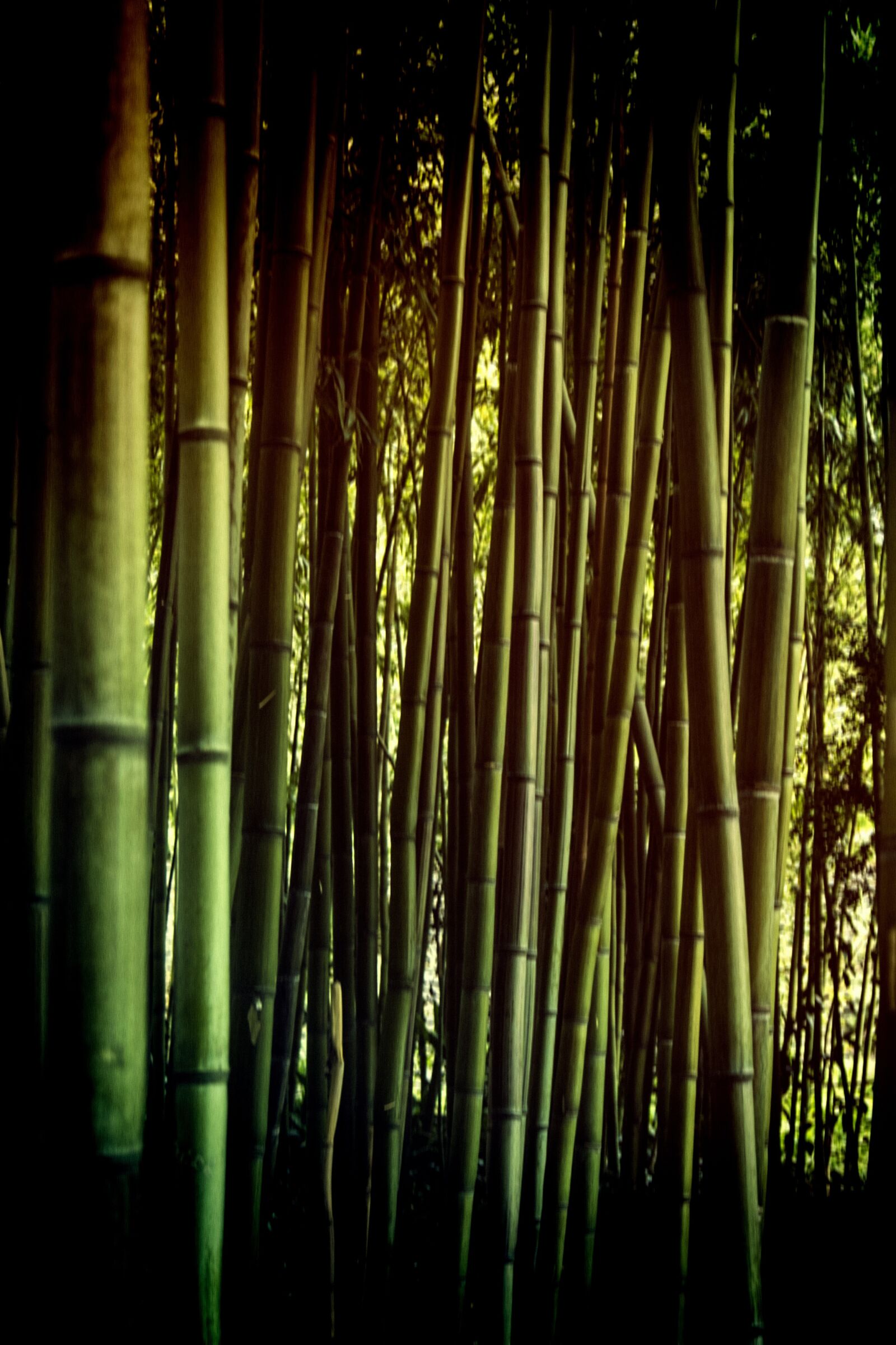 Sony Alpha DSLR-A500 sample photo. Forest, bamboo, zen photography