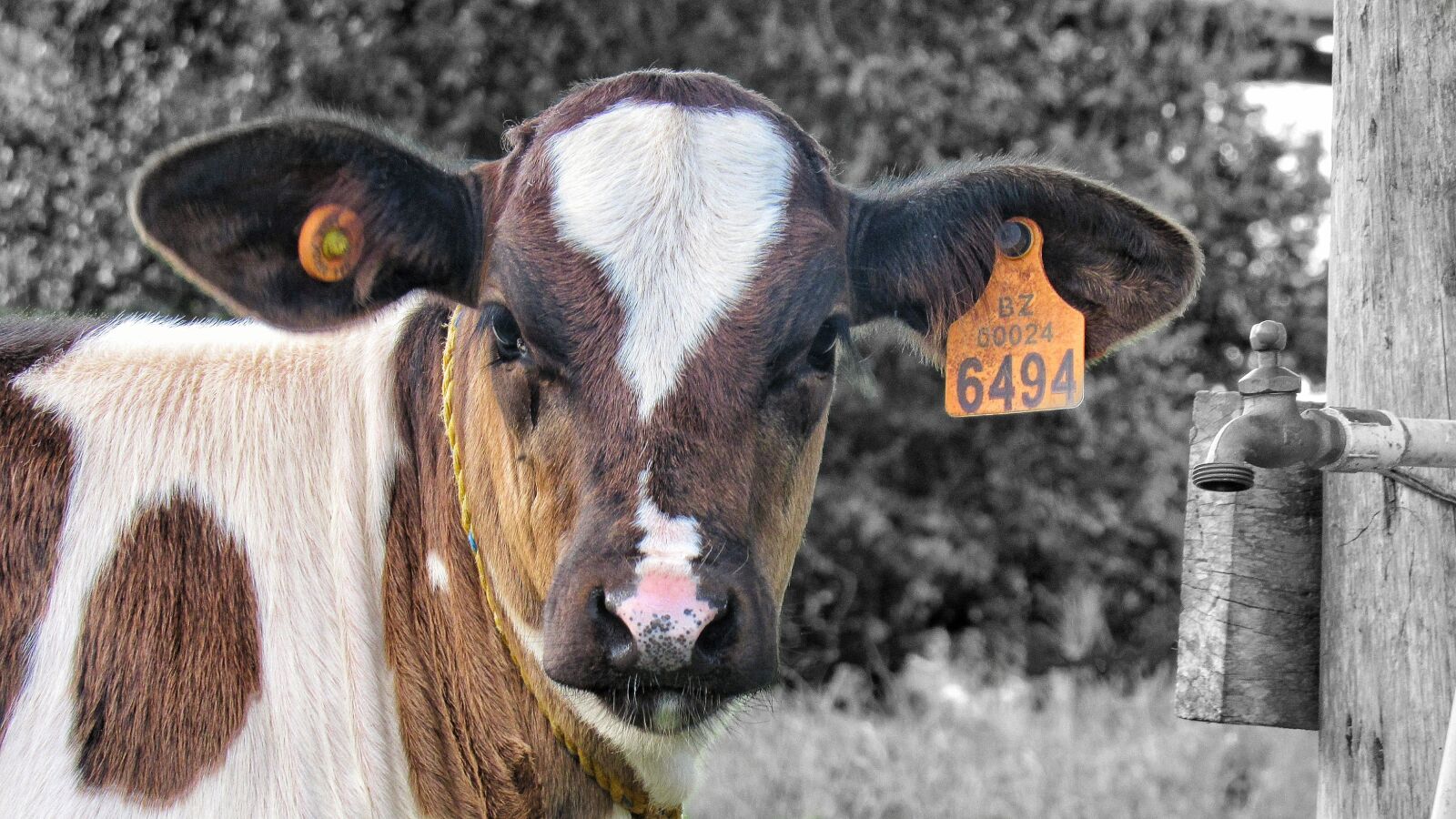 Canon PowerShot SX530 HS sample photo. Calf, animal, farm photography