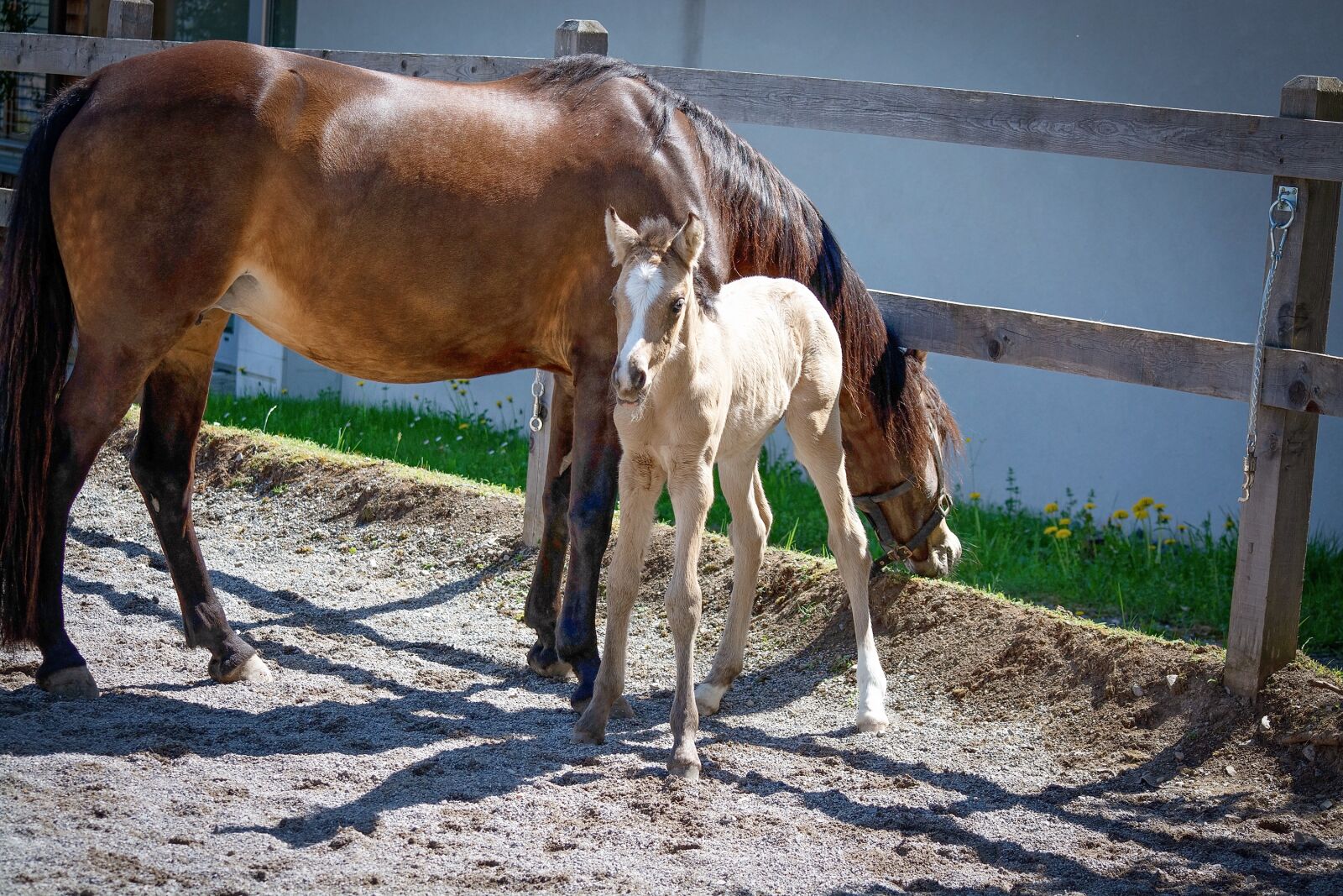 Nikon D7100 sample photo. Foal, horse, pony photography