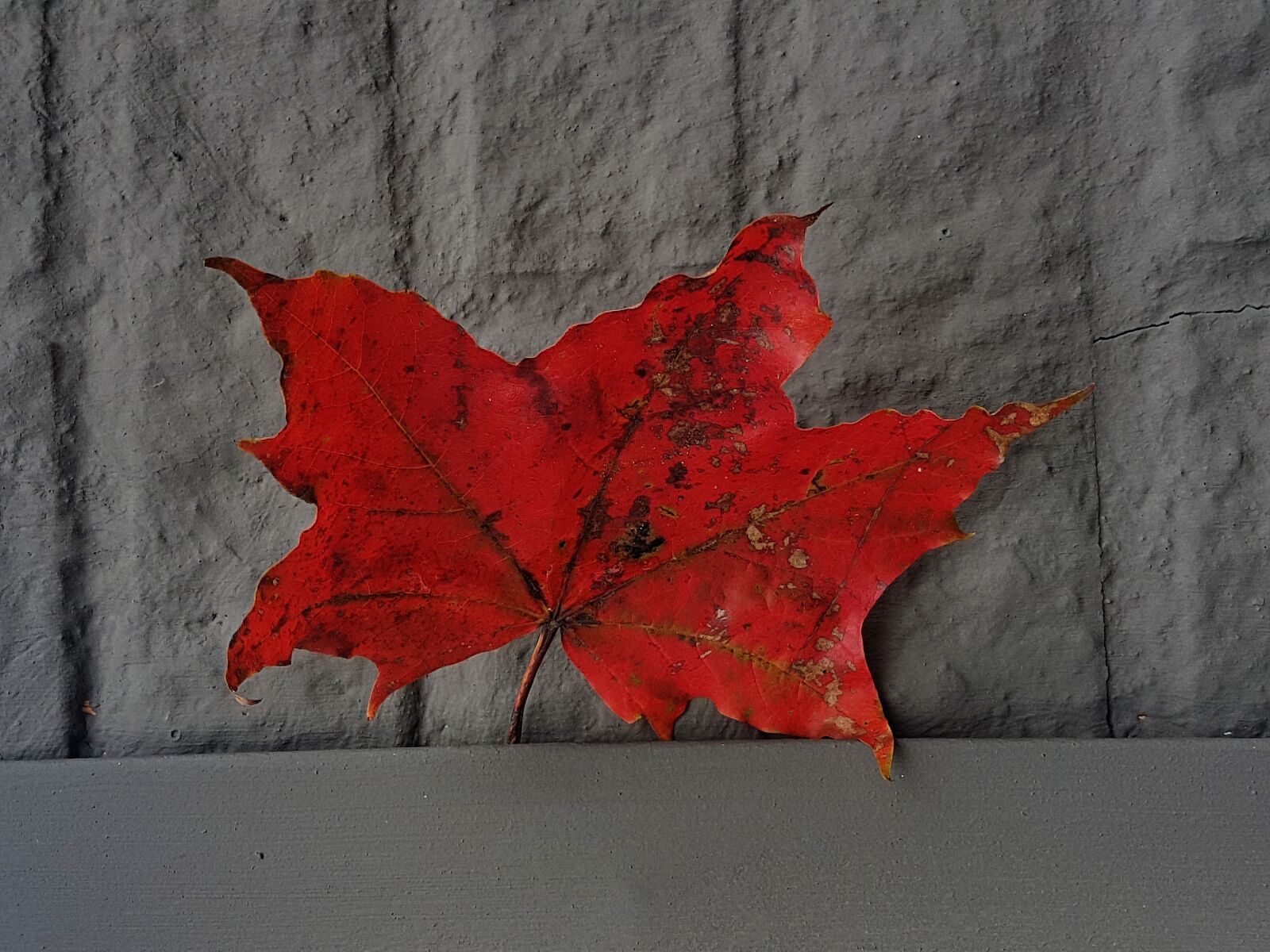 Samsung Galaxy S7 Edge sample photo. Leaf, nature, green photography